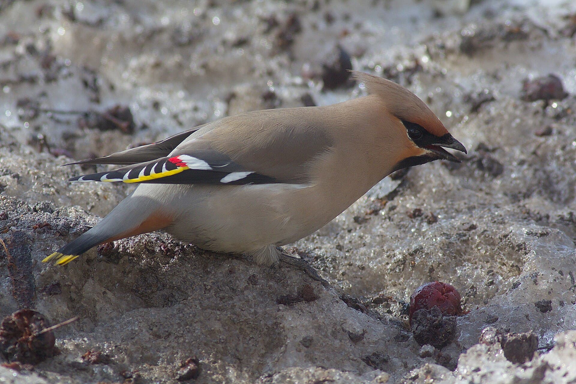 Pestvogel (Bombycilla garrulus) - Bombycilla garrulus, Novosibirsk 1