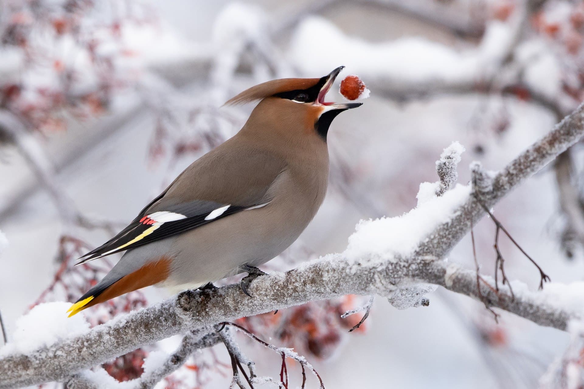 Pestvogel (Bombycilla garrulus) - Waxwing eating berry