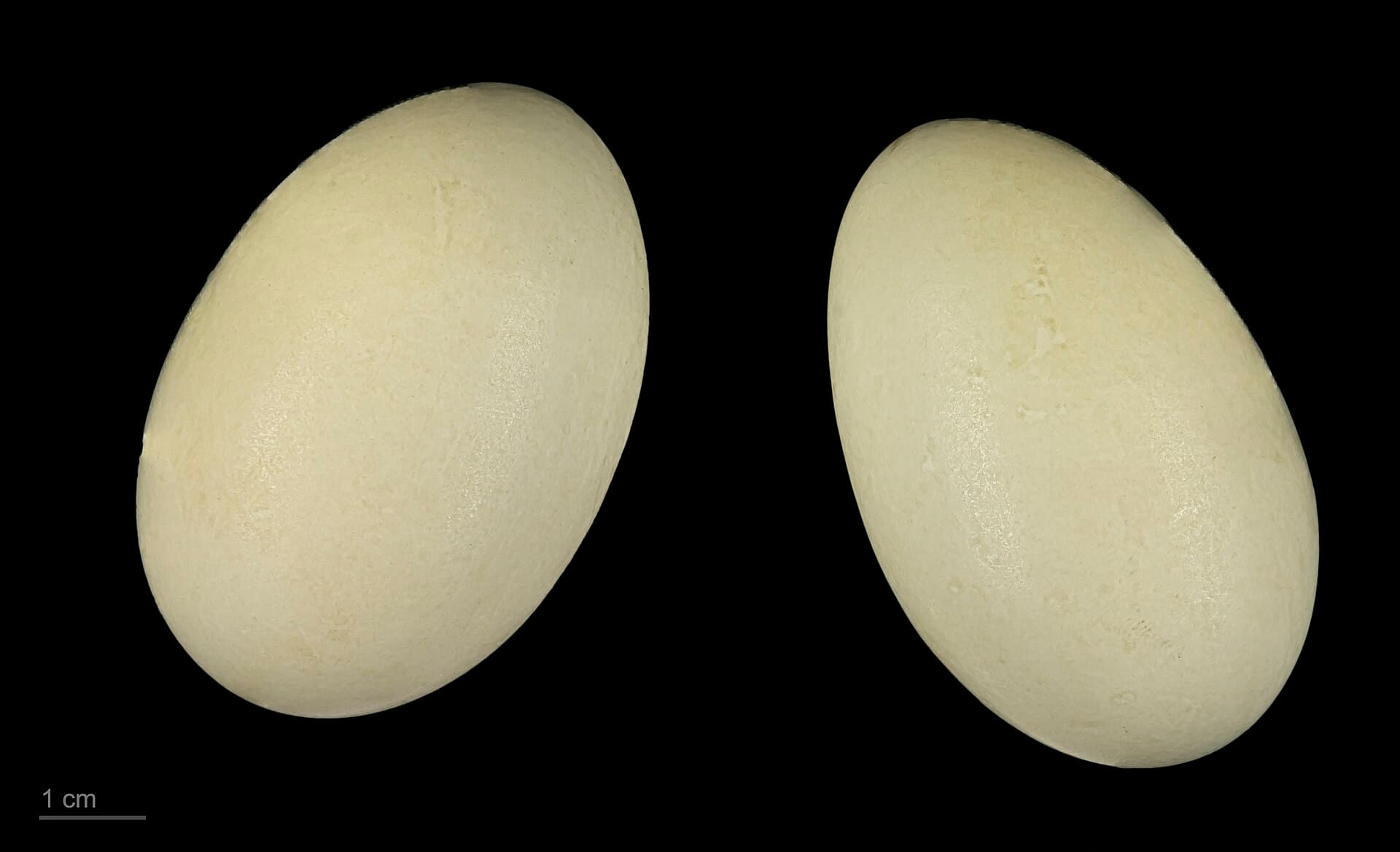 Pijlstaart (Anas acuta) - Anas acuta MHNT.ZOO.2010.11.20.6