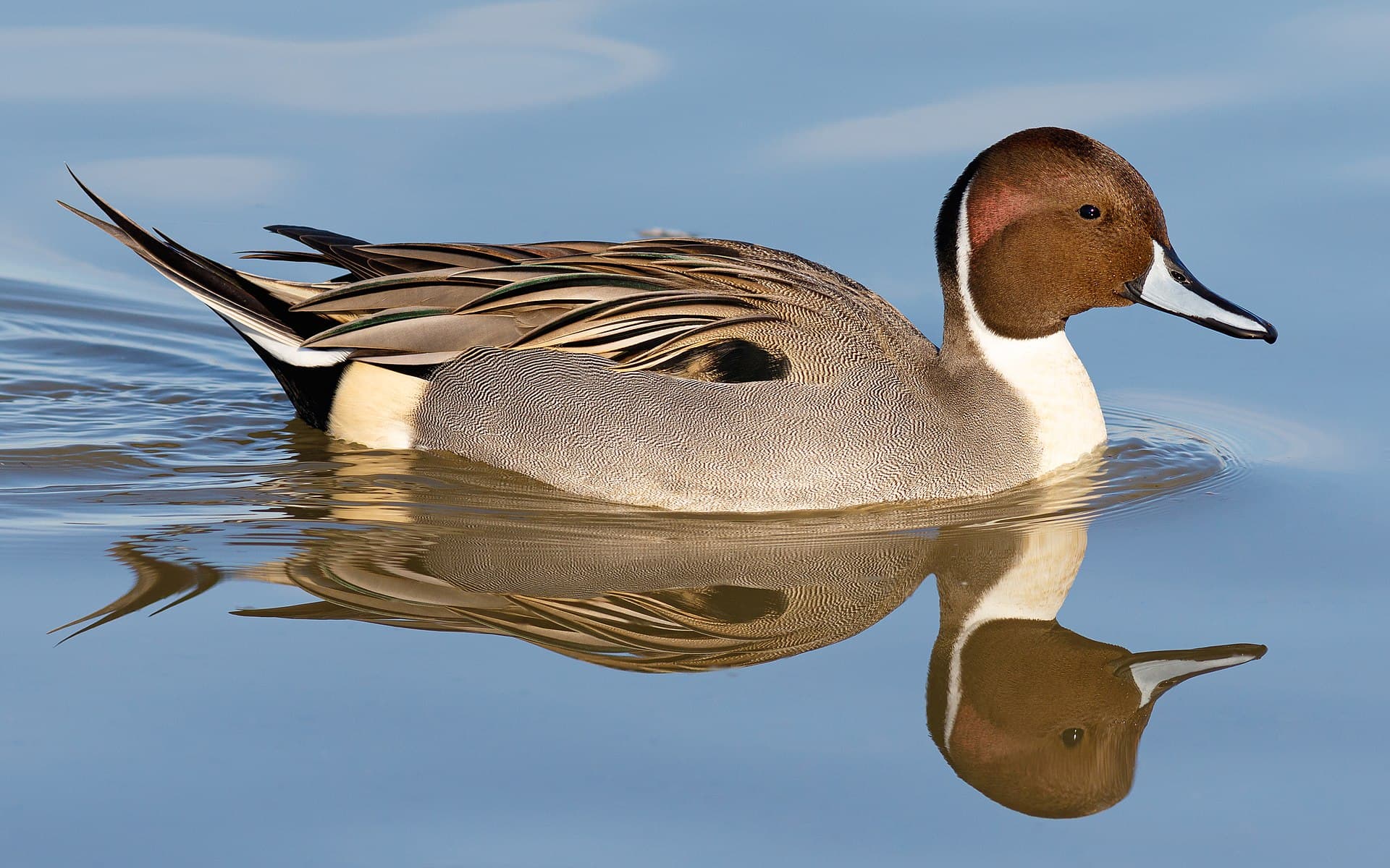 Pijlstaart (Anas acuta) - Male northern pintail at Llano Seco