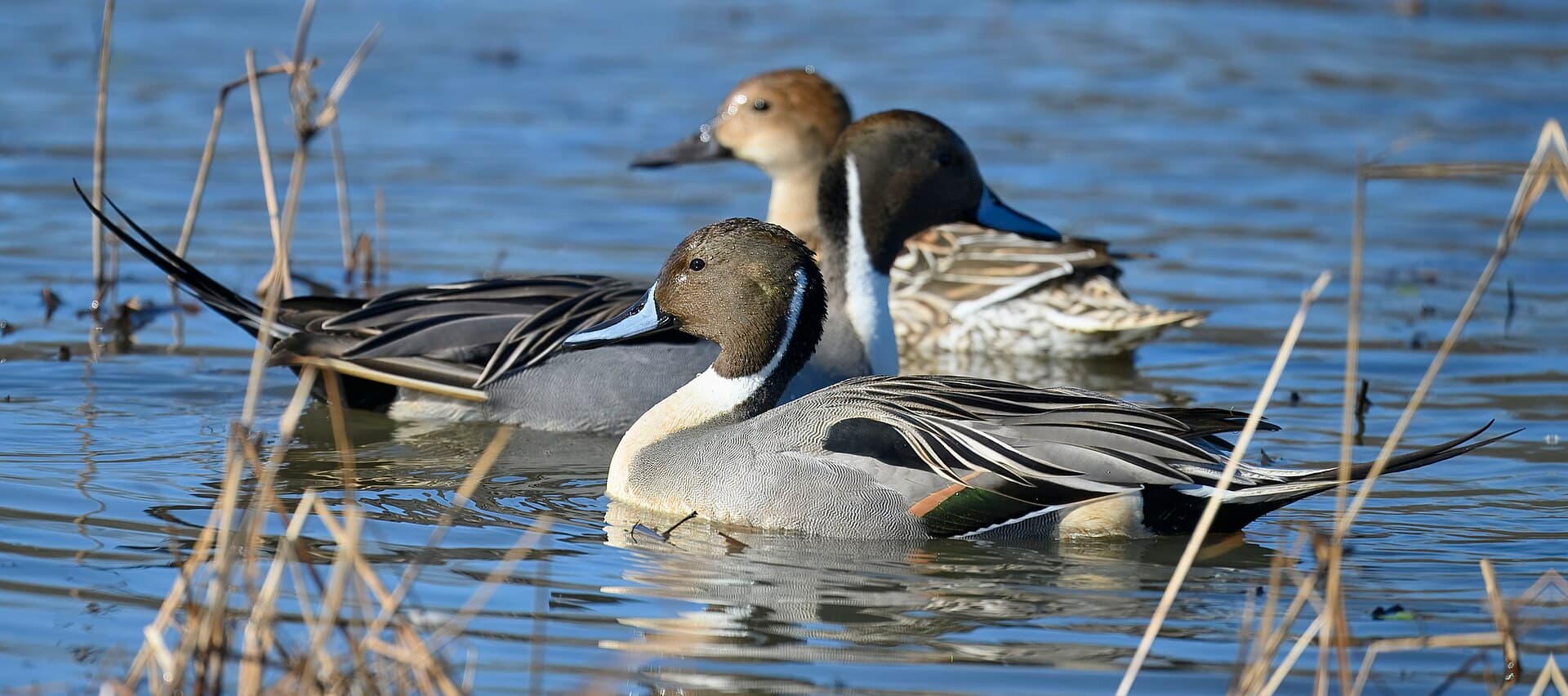 Pijlstaart (Anas acuta) - Northern pintail huntley meadows 12.30.24 DSC 0855-topaz-rawdenoise