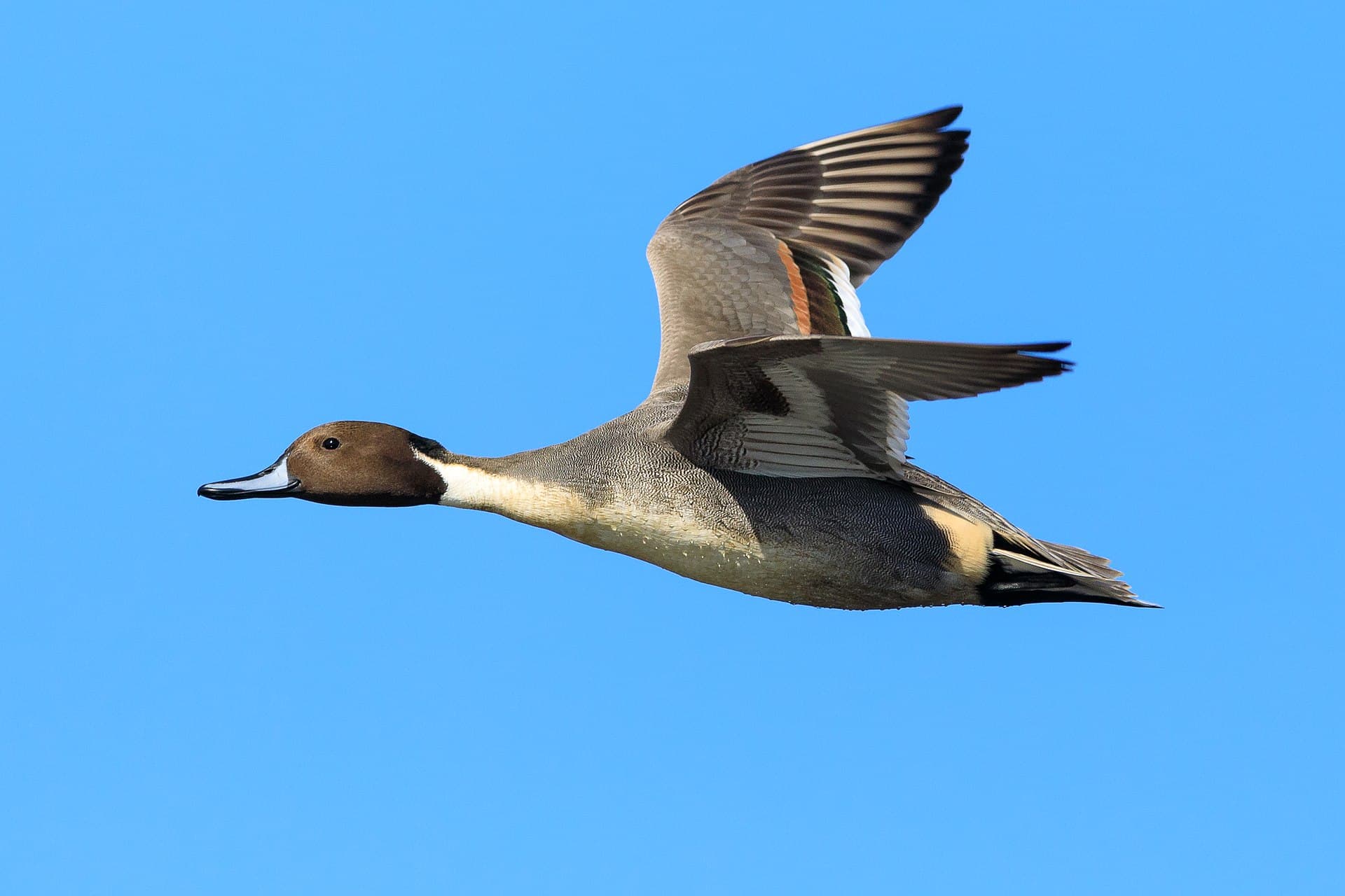 Pijlstaart (Anas acuta) - Male northern pintail in flight-8276