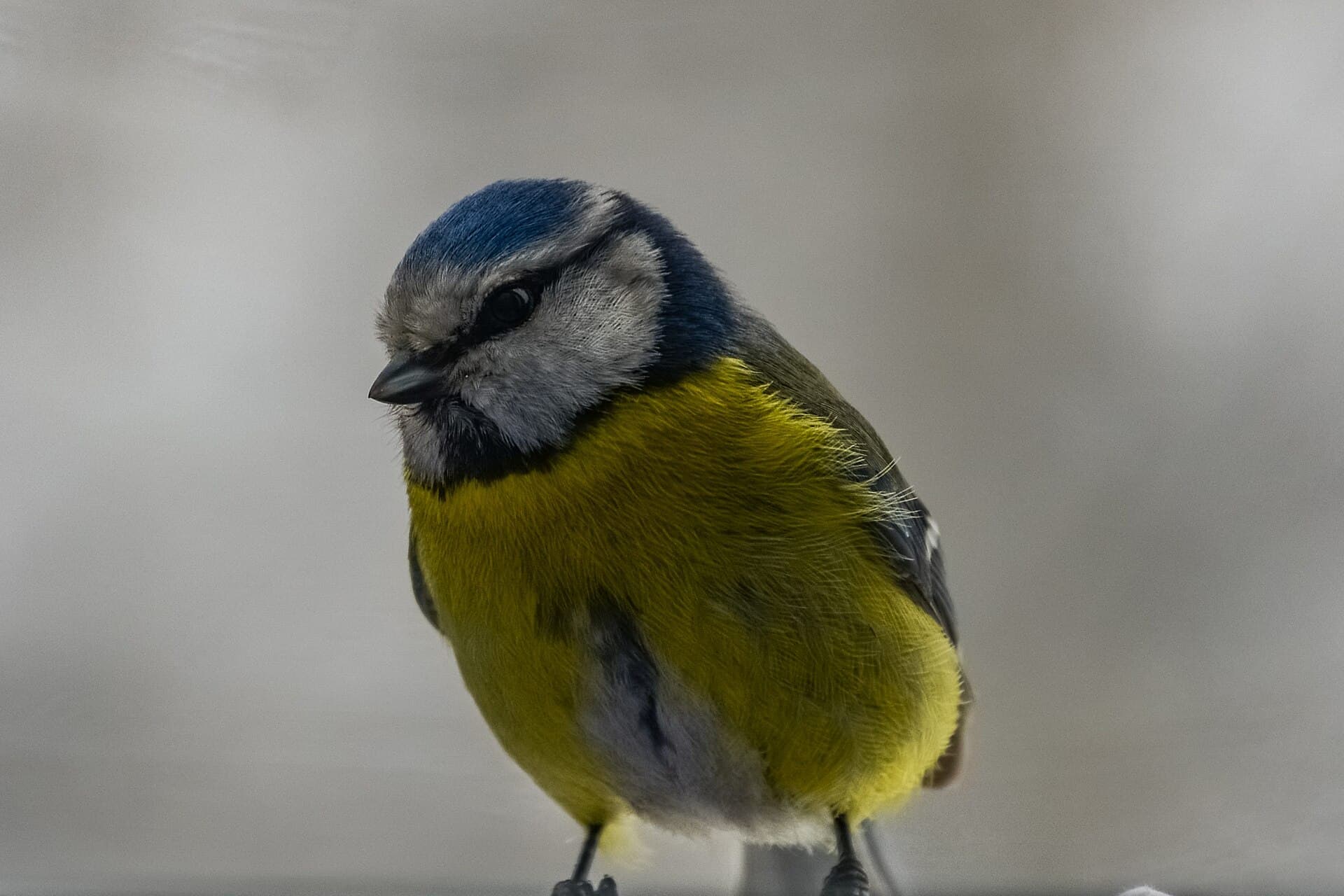 Pimpelmees (Cyanistes caeruleus) - Sýkorka belasá (Parus caeruleus)