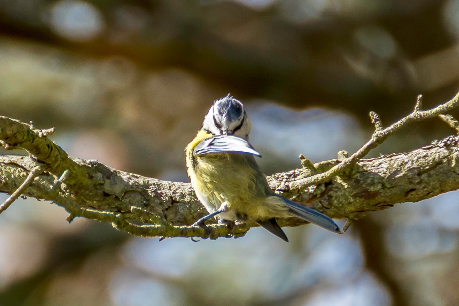 Pimpelmees (Cyanistes caeruleus) - Ferreiriño bacachís 07