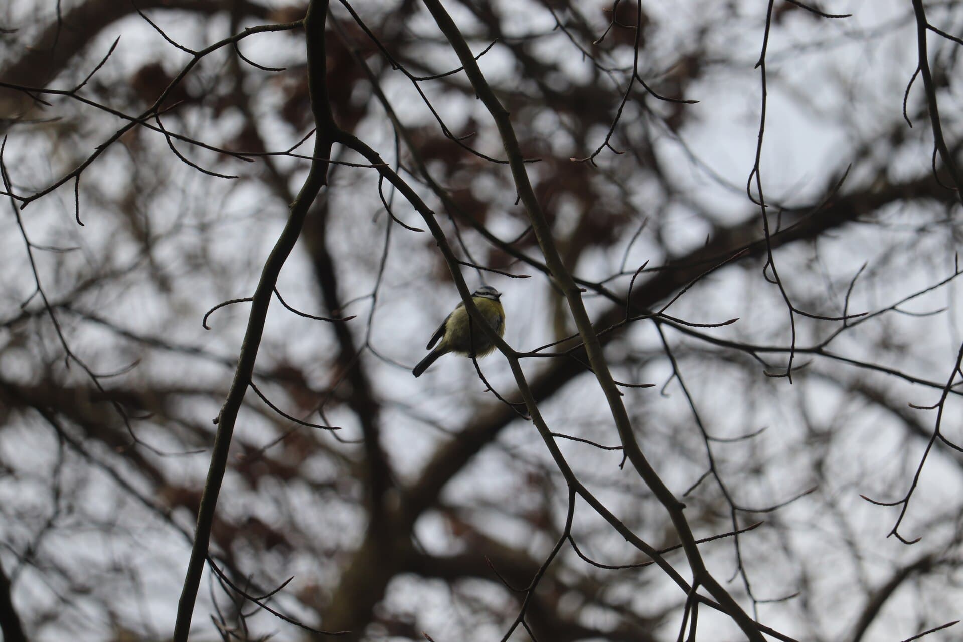 Pimpelmees (Cyanistes caeruleus) - Cyanistes caeruleus 116793431