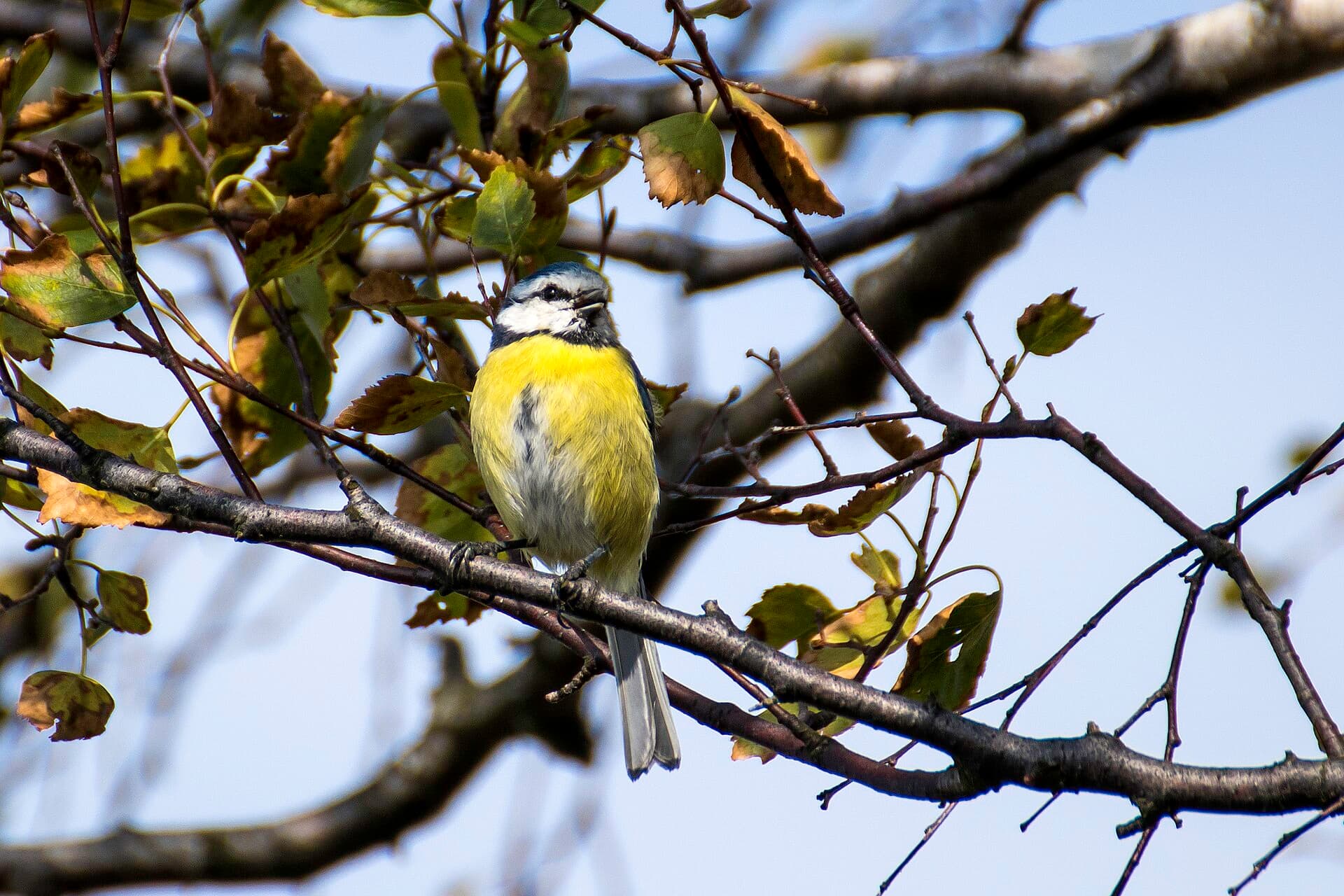 Pimpelmees (Cyanistes caeruleus) - Ferreiriño bacachís 08