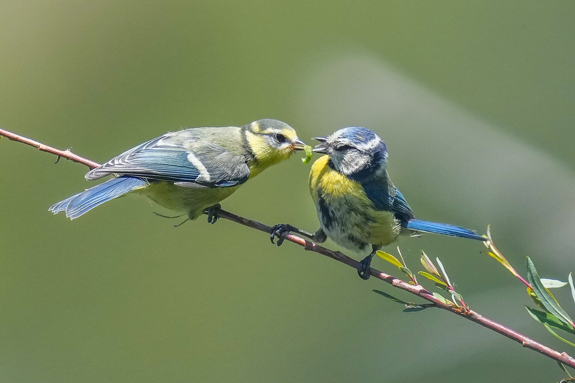 Pimpelmees (Cyanistes caeruleus) - 073 Wild Eurasian blue tit parent feeding at Pfyn-Finges Photo by Giles Laurent