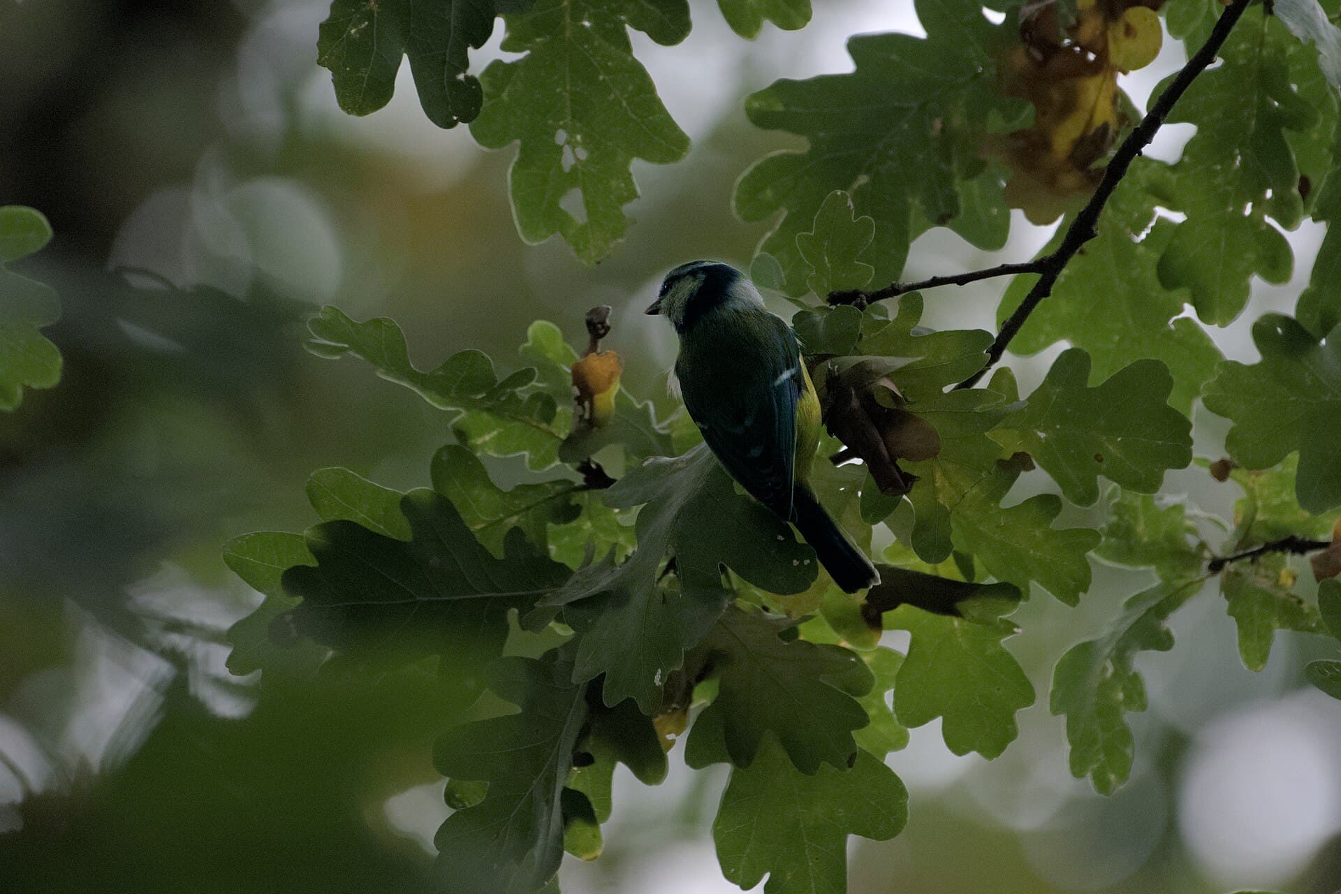 Pimpelmees (Cyanistes caeruleus) - Sýkora modřinka