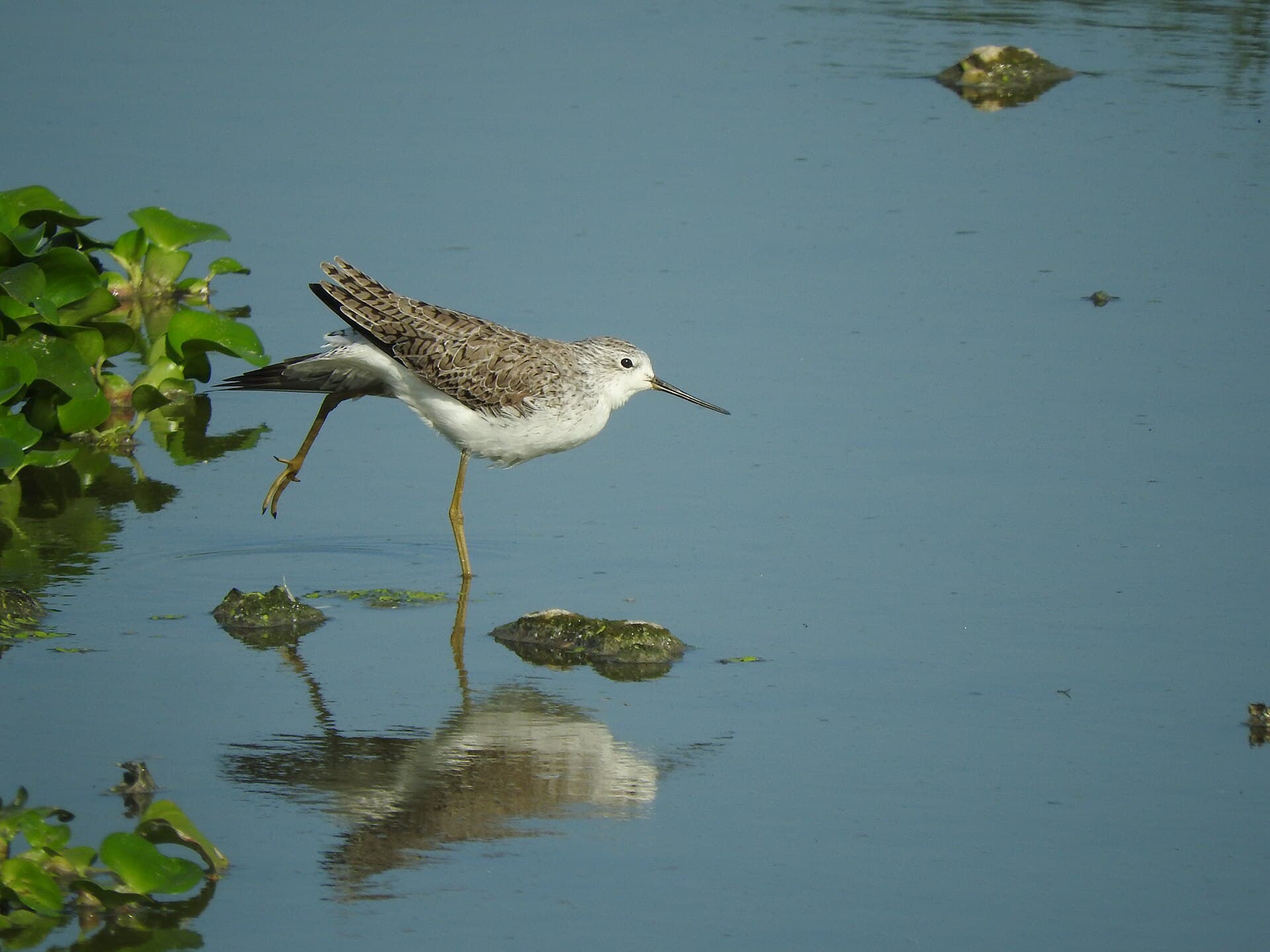 Poelruiter (Tringa stagnatilis) - Marsh Sandpiper in Chennai