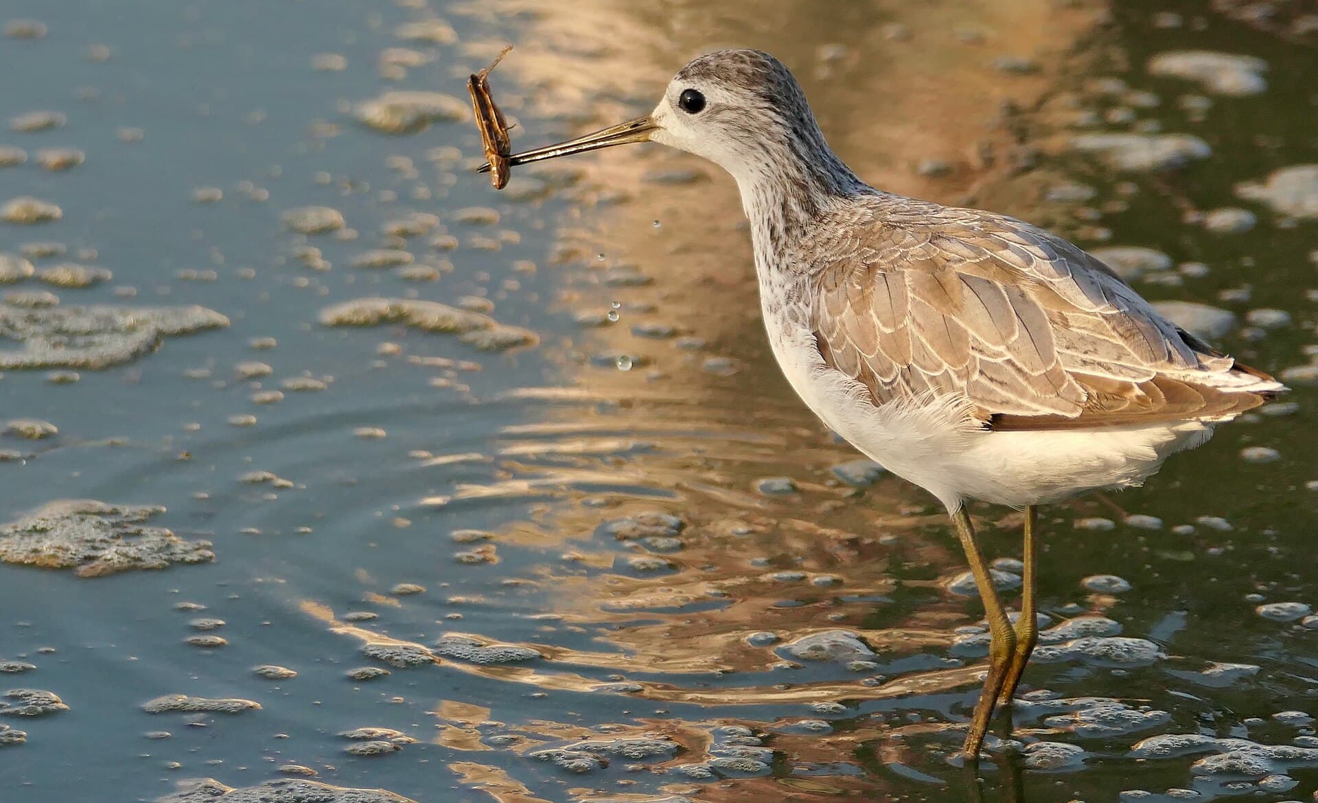 Poelruiter (Tringa stagnatilis) - Marsh Sandpiper (Tringa stagnatilis) picking up a drowned grasshopper