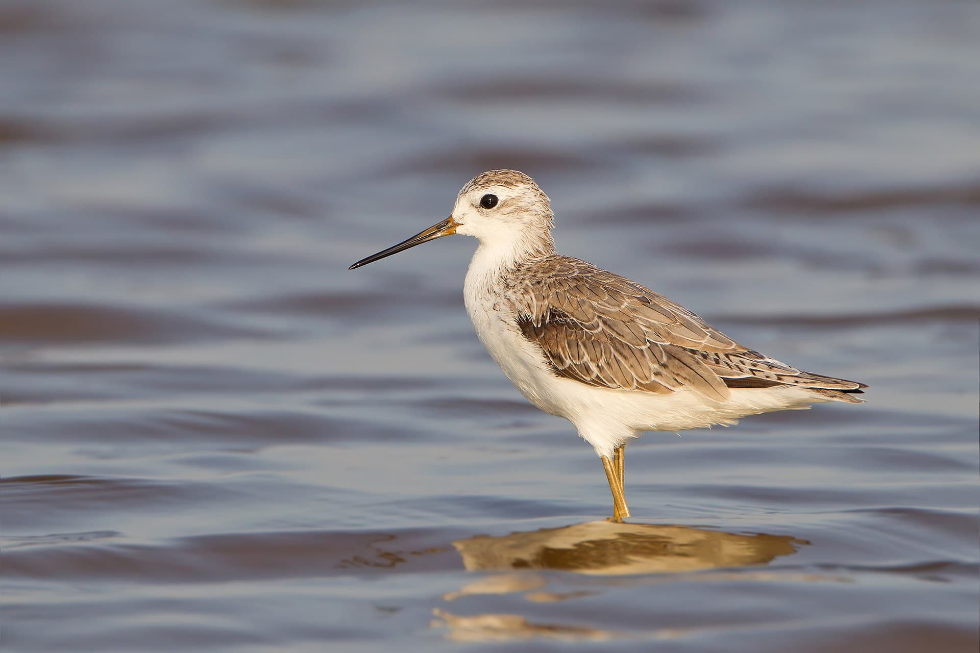 Poelruiter (Tringa stagnatilis) - Tringa stagnatilis 2 - Laem Pak Bia
