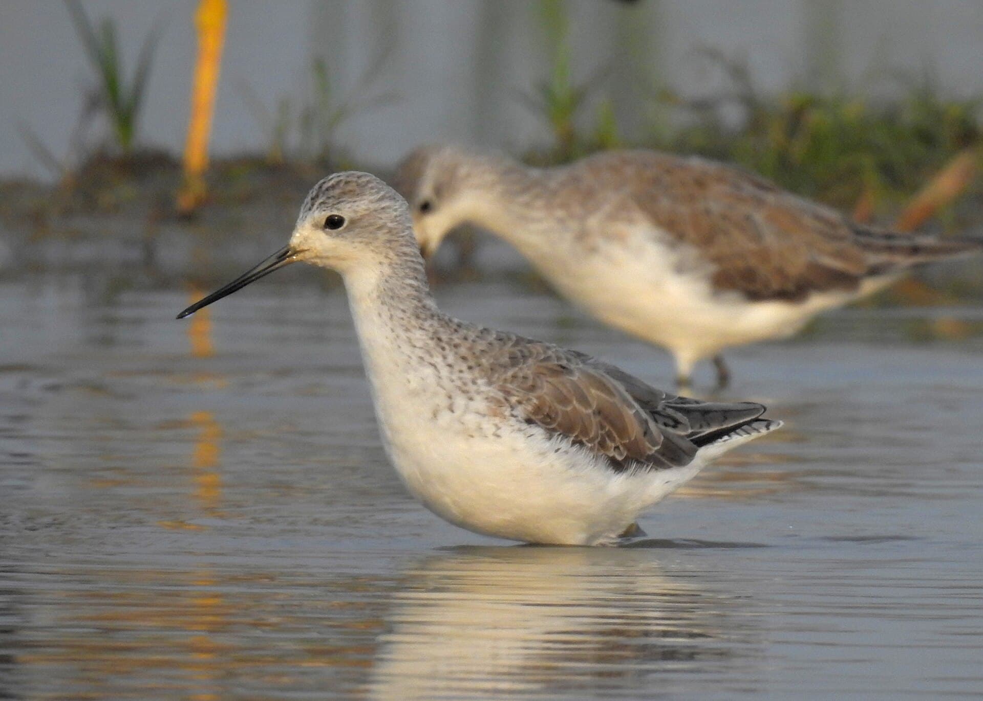 Poelruiter (Tringa stagnatilis) - Marsh Sandpiper by Tisha Mukherjee 01