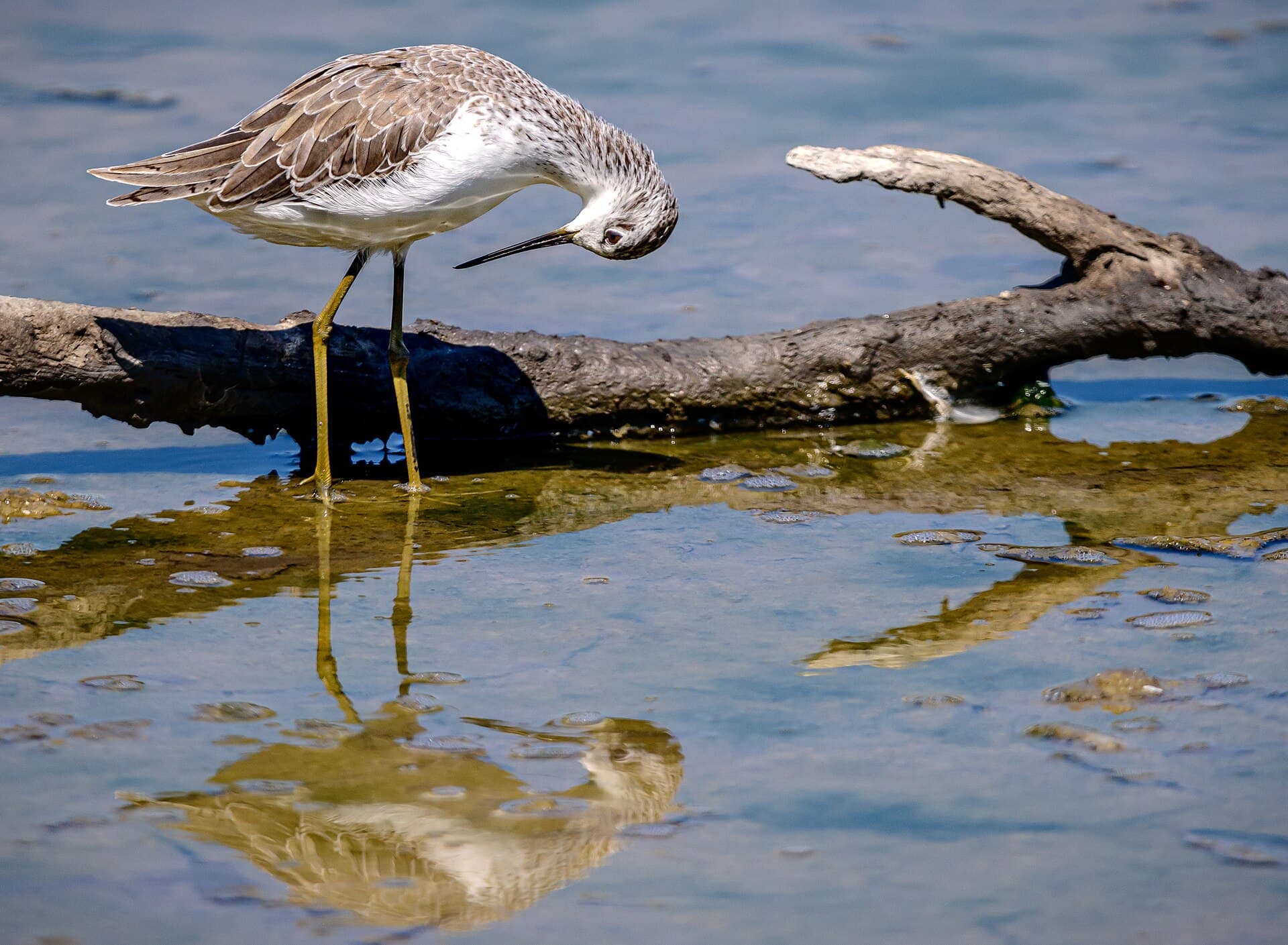 Poelruiter (Tringa stagnatilis) - Teichwasserläufer (Tringa stagnatilis)
