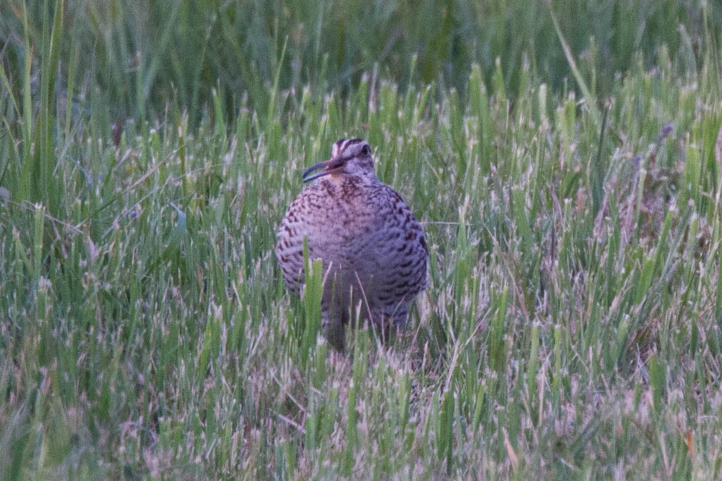 Poelsnip (Gallinago media) - Great Snipe (Gallinago media) (14180441419)