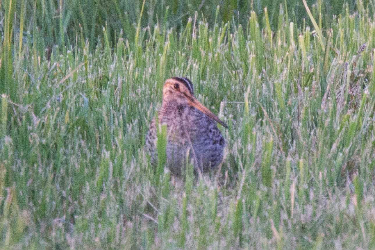 Poelsnip (Gallinago media) - Great Snipe (Gallinago media) (14363742901)