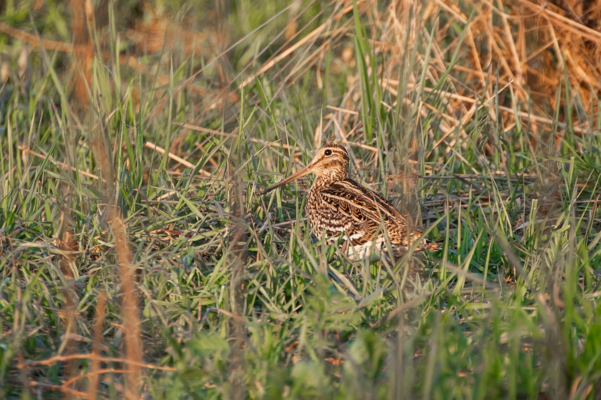 Poelsnip (Gallinago media) - Gallinago media 57850158