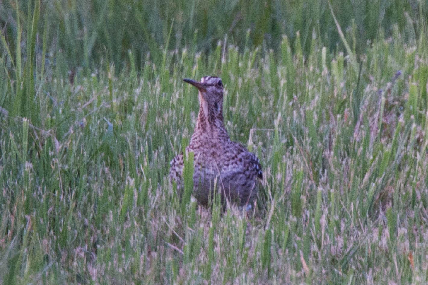 Poelsnip (Gallinago media) - Great Snipe (Gallinago media) (14366171534)