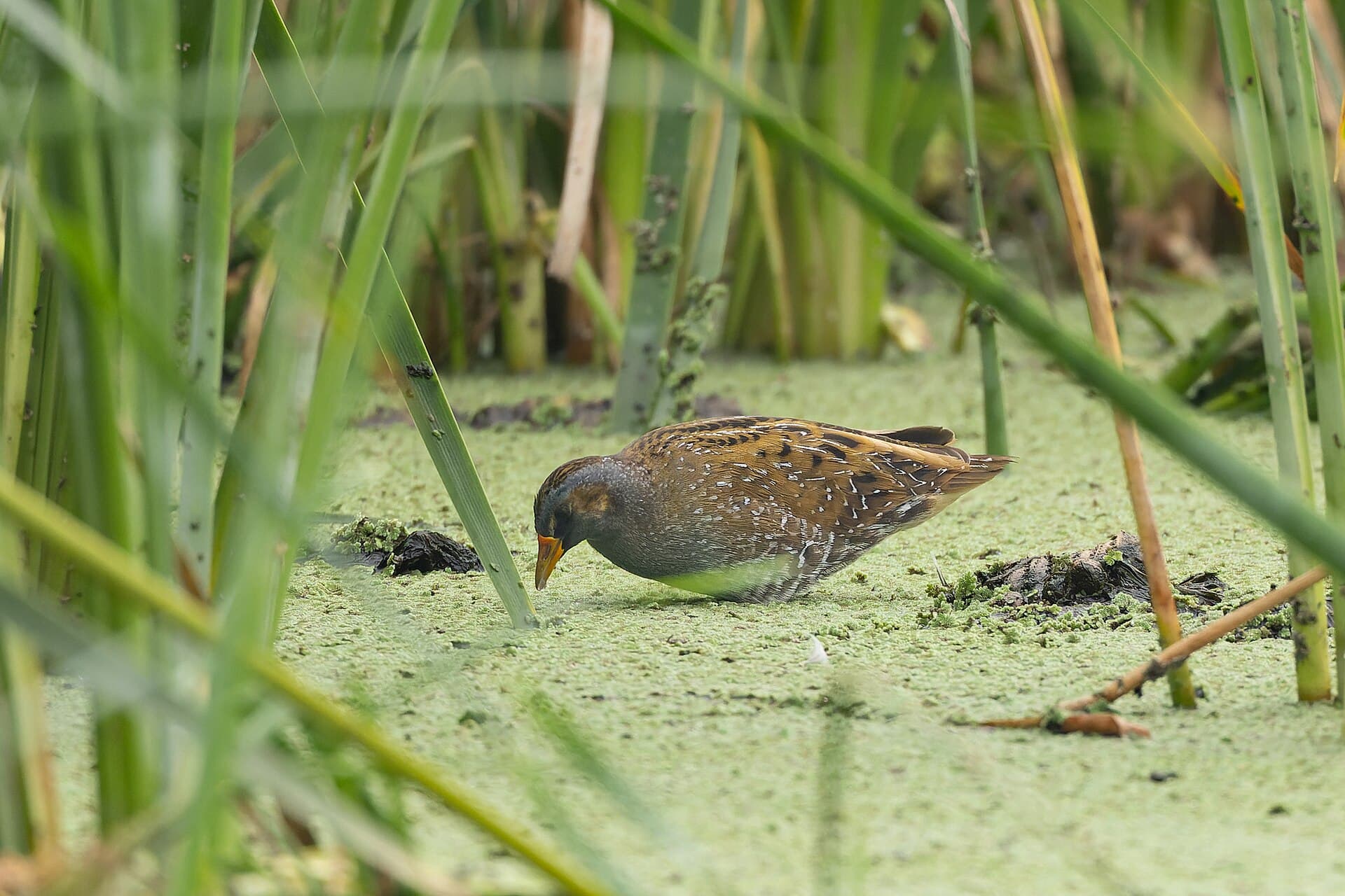 Porseleinhoen (Porzana porzana) - Spotted Crake by Tisha Mukherjee 03