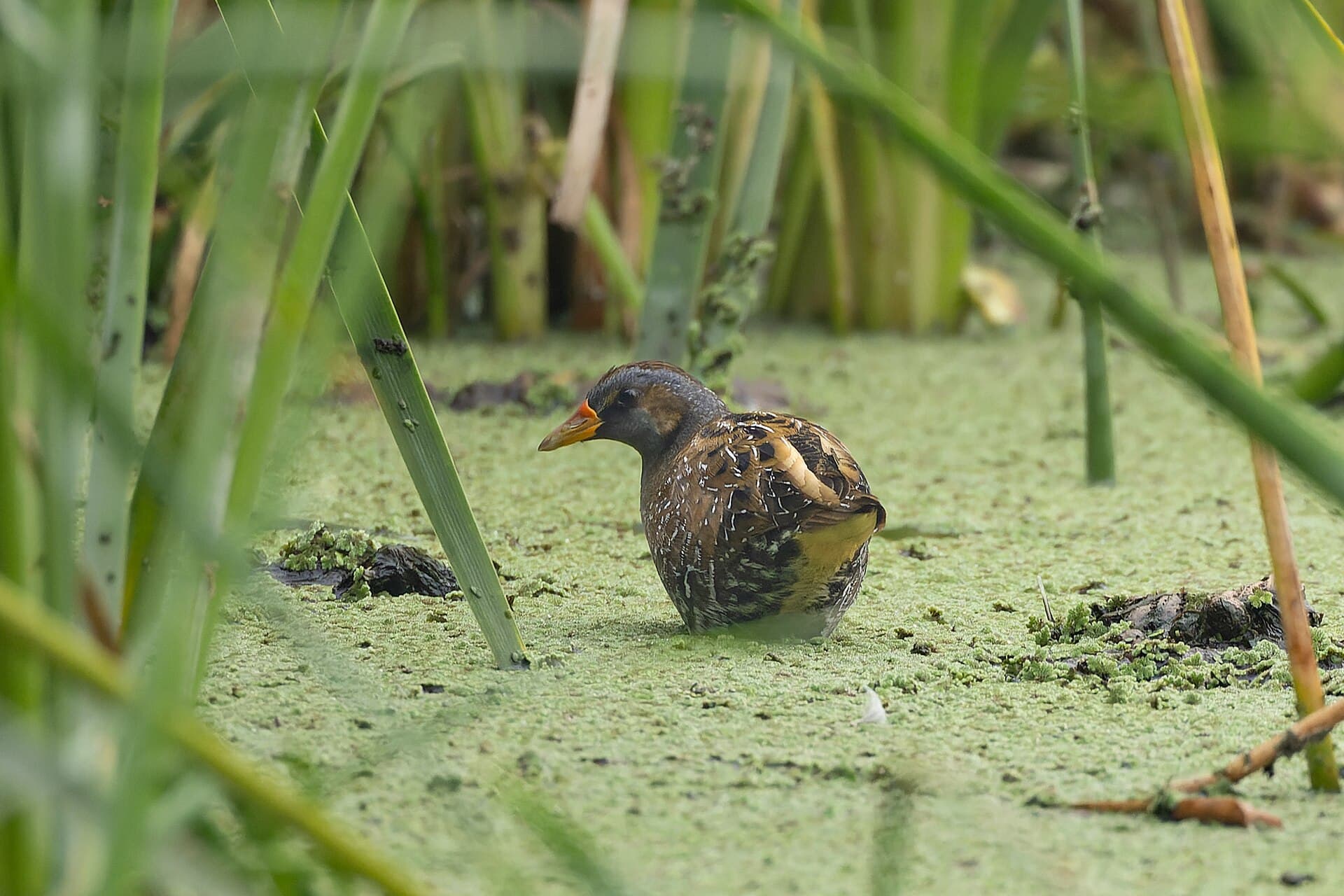 Porseleinhoen (Porzana porzana) - Spotted Crake by Tisha Mukherjee 04