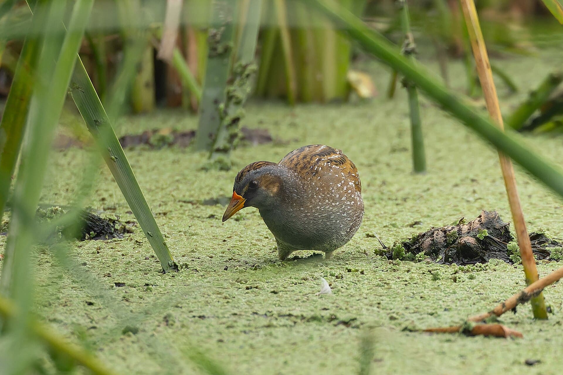 Porseleinhoen (Porzana porzana) - Spotted Crake by Tisha Mukherjee 02