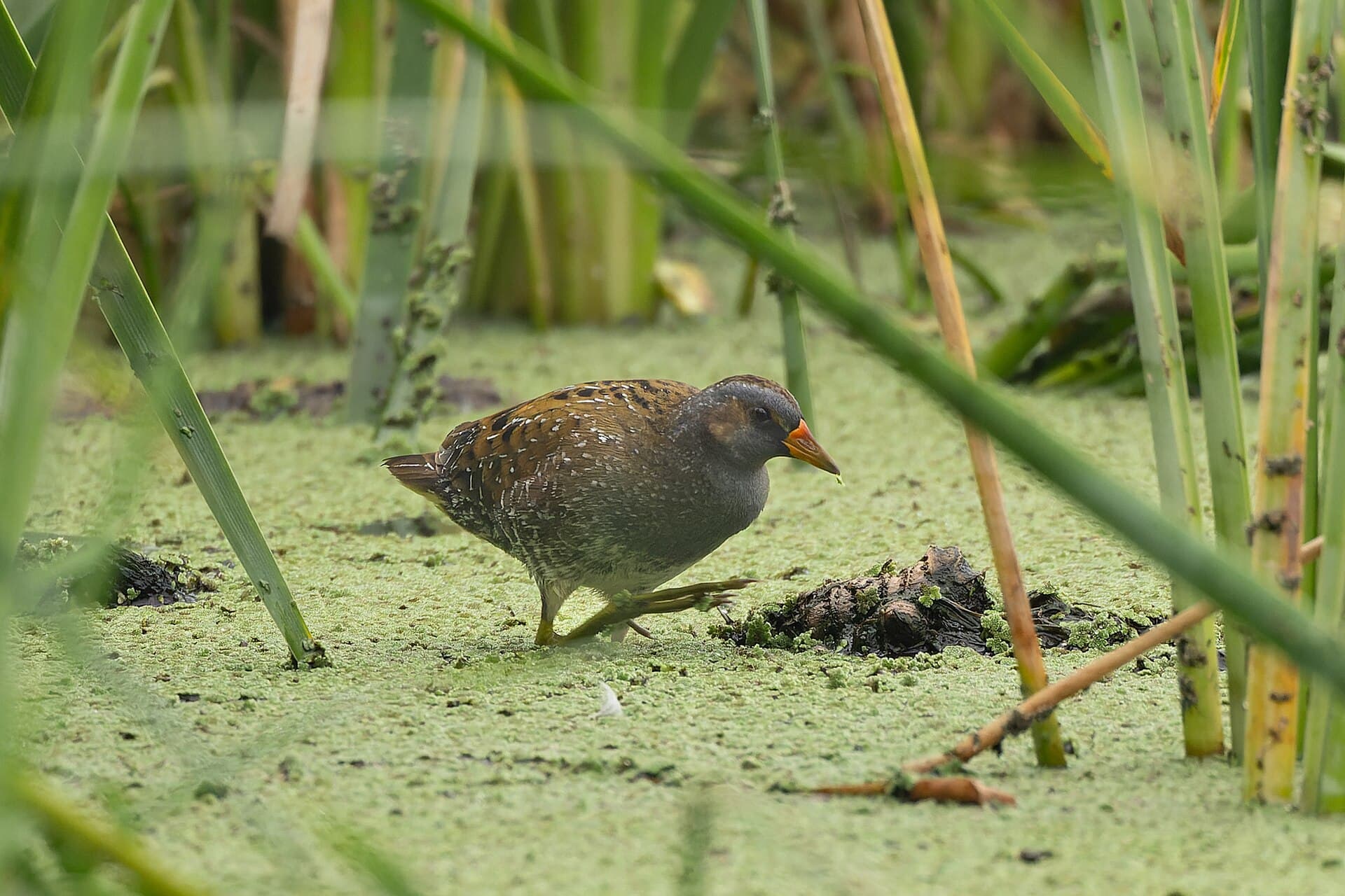 Porseleinhoen (Porzana porzana) - Spotted Crake by Tisha Mukherjee 01