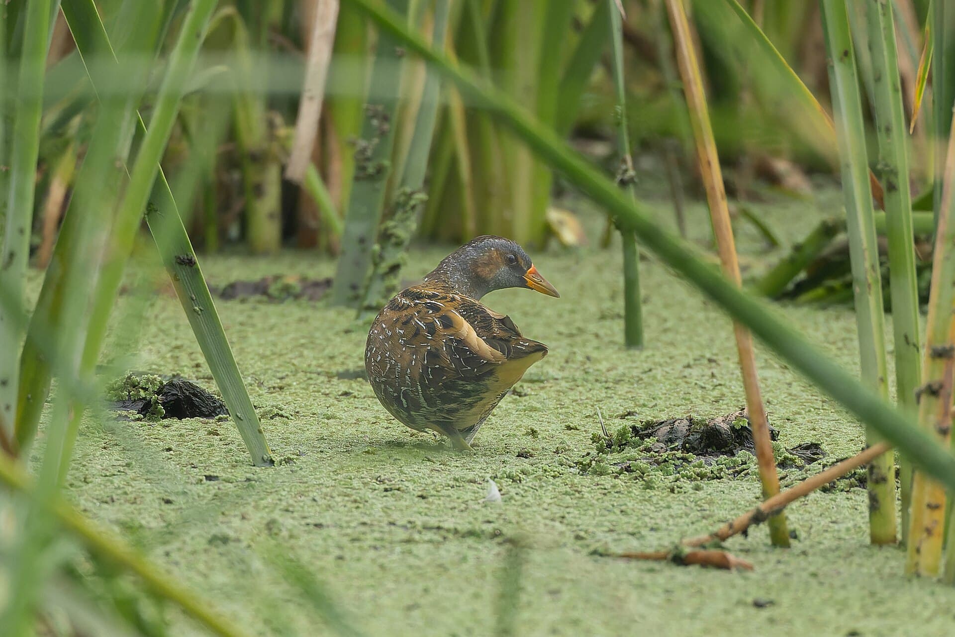 Porseleinhoen (Porzana porzana) - Spotted Crake by Tisha Mukherjee 05