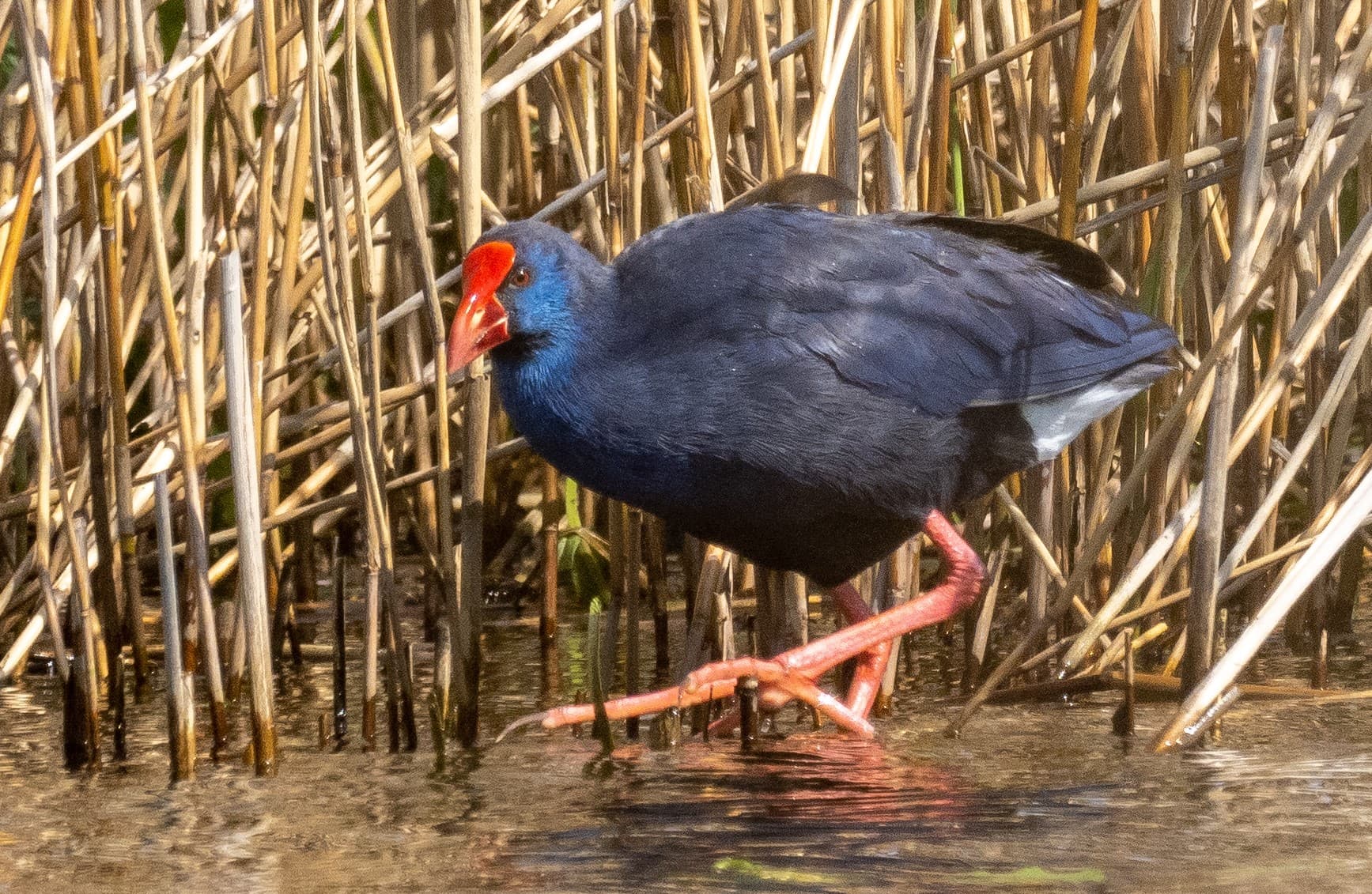 Purperkoet (Porphyrio porphyrio) - Purperkoet (3)