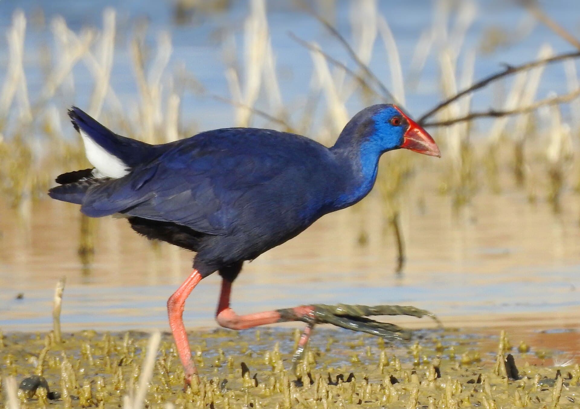 Purperkoet (Porphyrio porphyrio) - Western swamphen (Porphyrio porphyrio) in Algeria 2