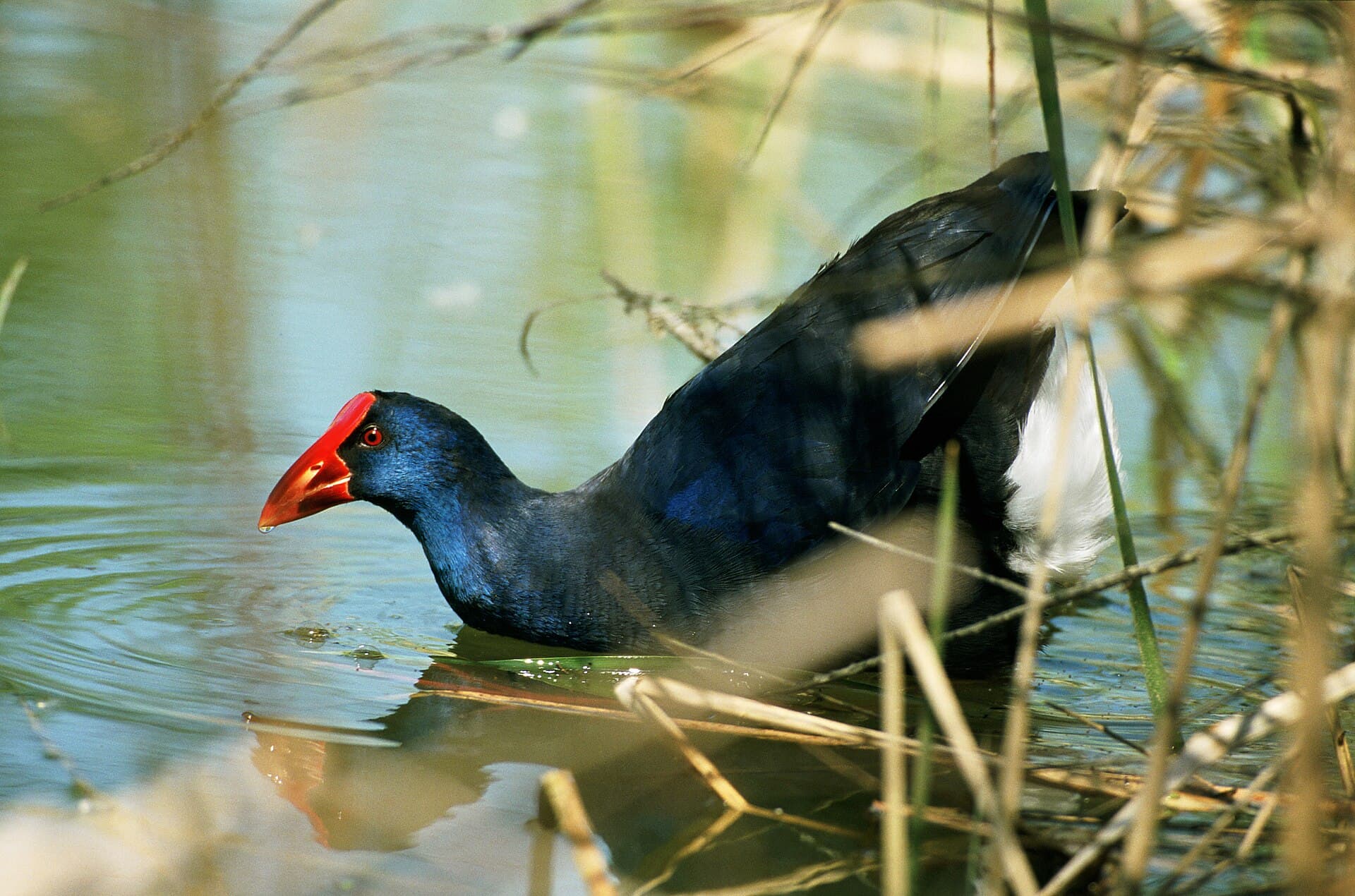 Purperkoet (Porphyrio porphyrio) - Calamón común 1. M. FOTO-ARDEIDAS