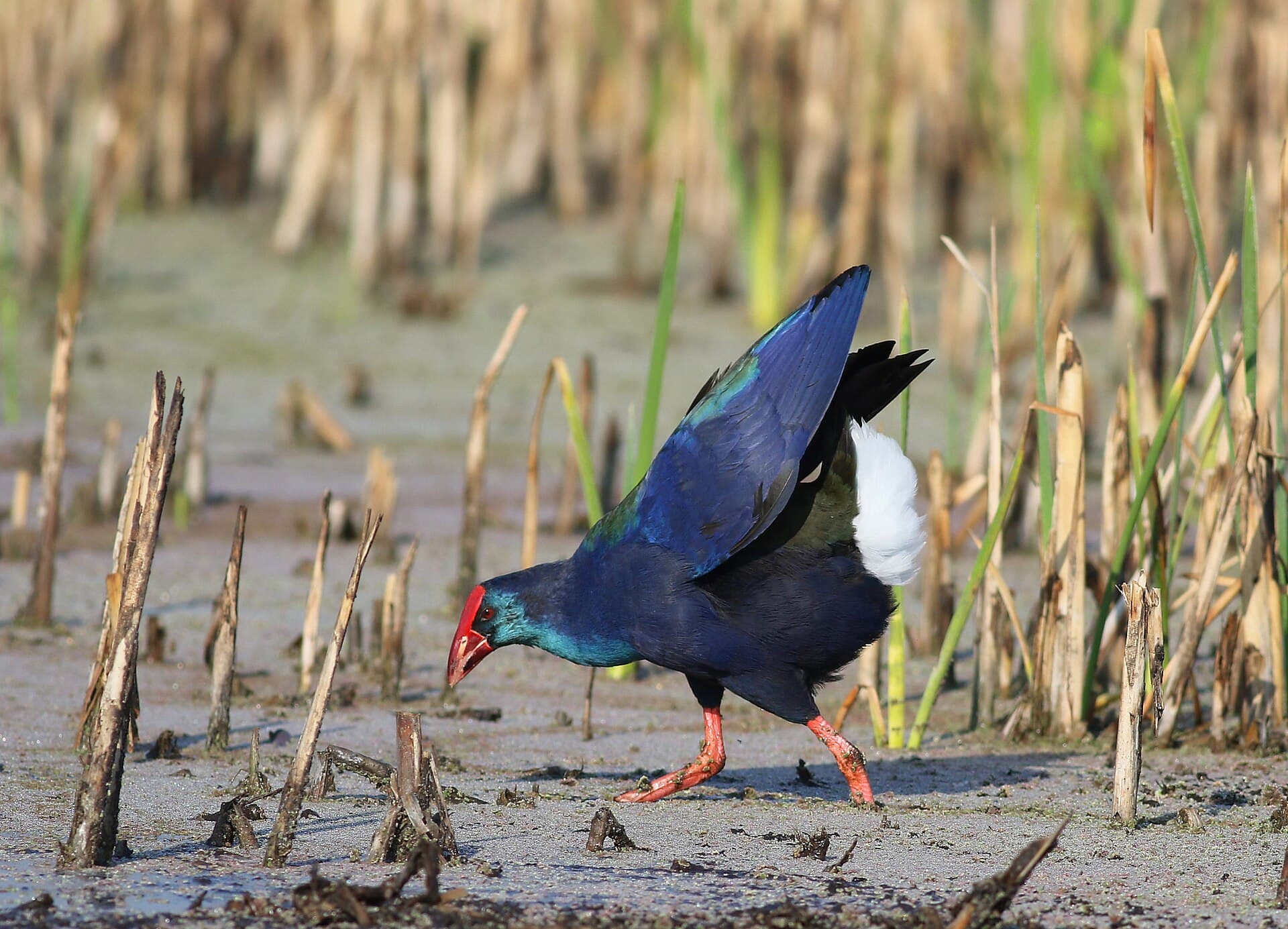 Purperkoet (Porphyrio porphyrio) - African Purple Swamphen, Porphyrio madagascariensis at Marievale Nature Reserve, Gauteng, South Africa (20677613204)
