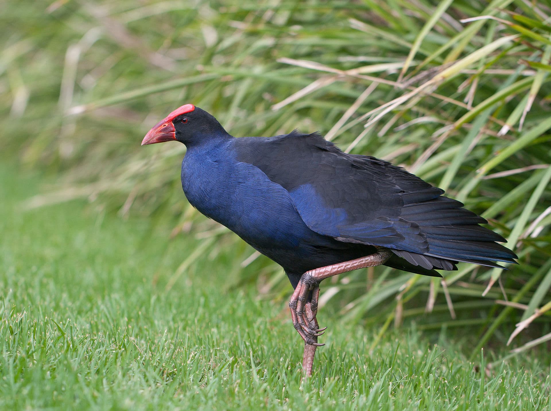 Purperkoet (Porphyrio porphyrio) - Purple Swamp Hen Wollongong