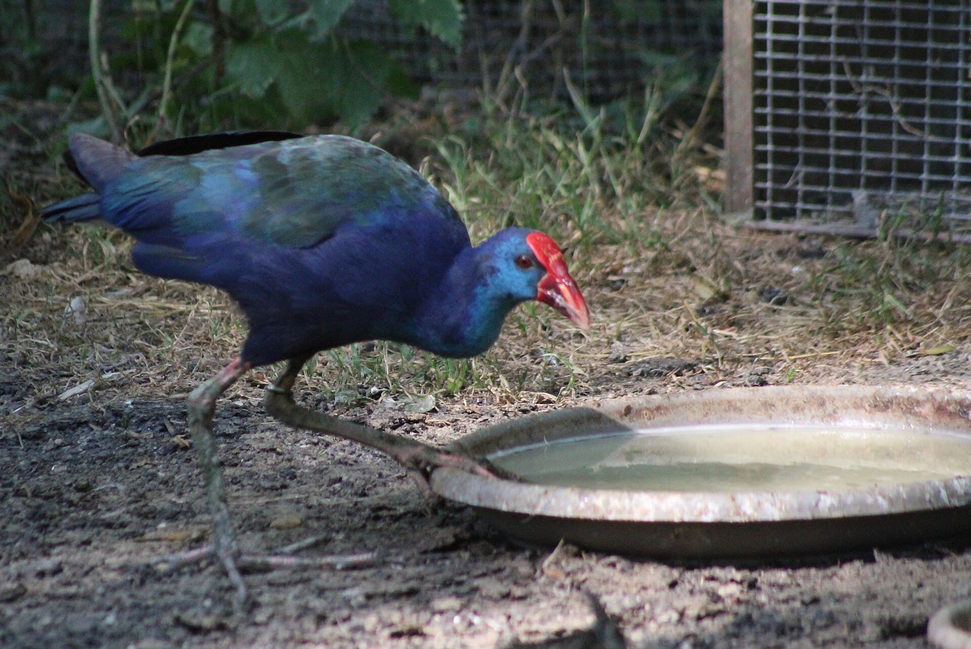 Purperkoet (Porphyrio porphyrio) - Porphyrio porphyrio 2986