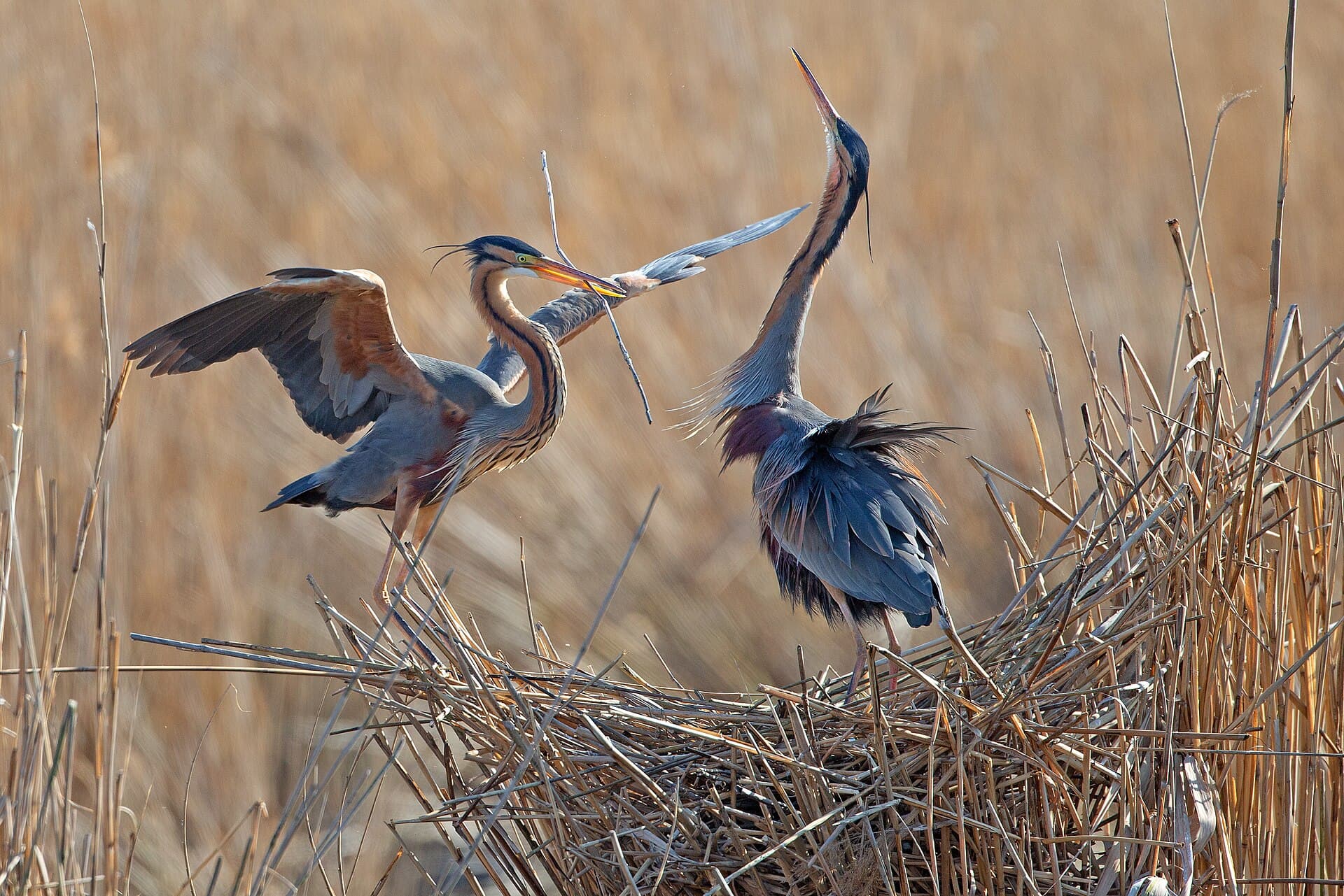 Purperreiger (Ardea purpurea) - Purpurreiher beim Nestbau, NSG Wagbachniederung