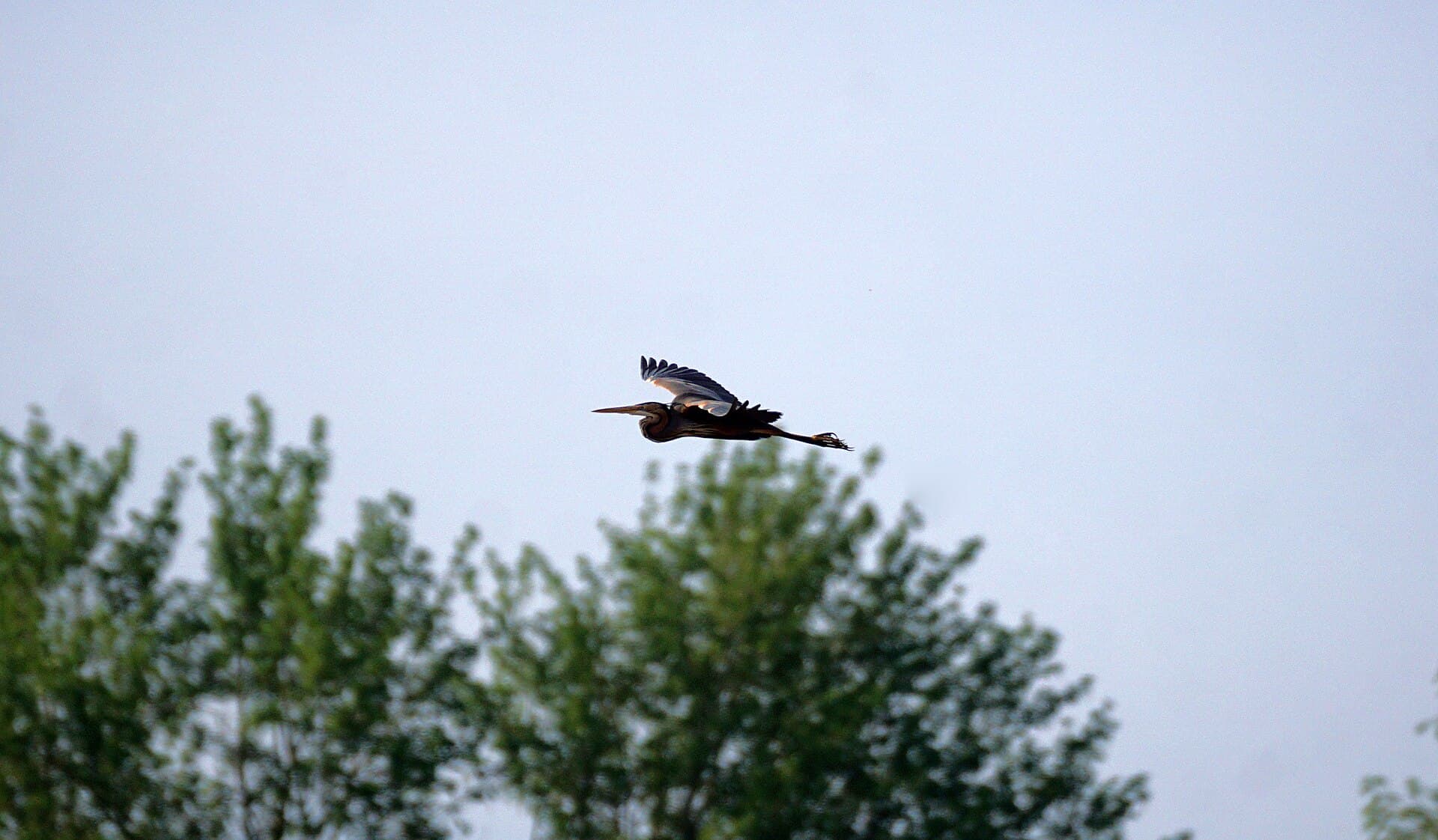 Purperreiger (Ardea purpurea) - Fliegender Purpurreiher 2