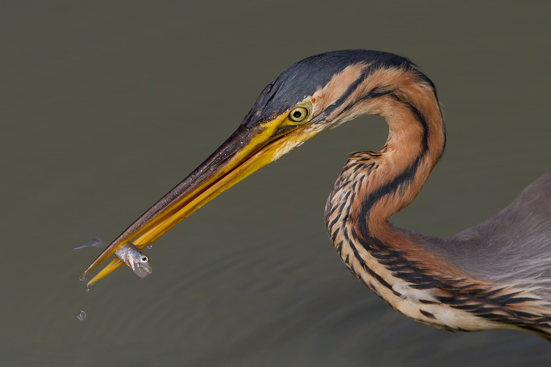 Purperreiger (Ardea purpurea) - Ardea purpurea, Tarn, France, 2012