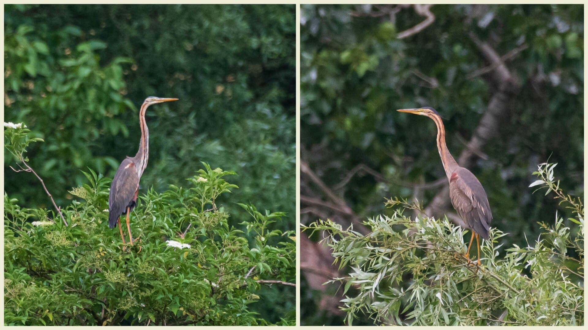 Purperreiger (Ardea purpurea) - Rjava ćaplja (Ardea purpurea)