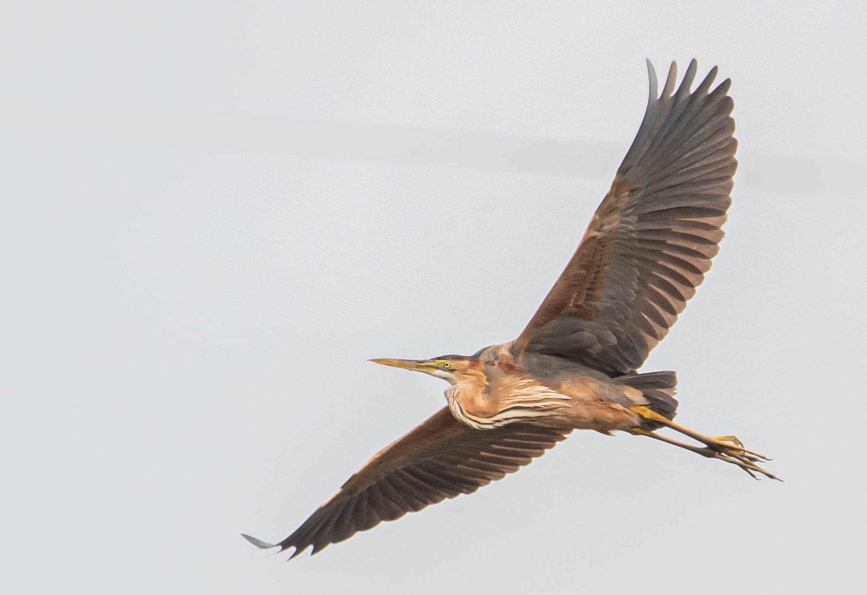 Purperreiger (Ardea purpurea) - Rjava čaplja ( Ardea purpurea ) v letu