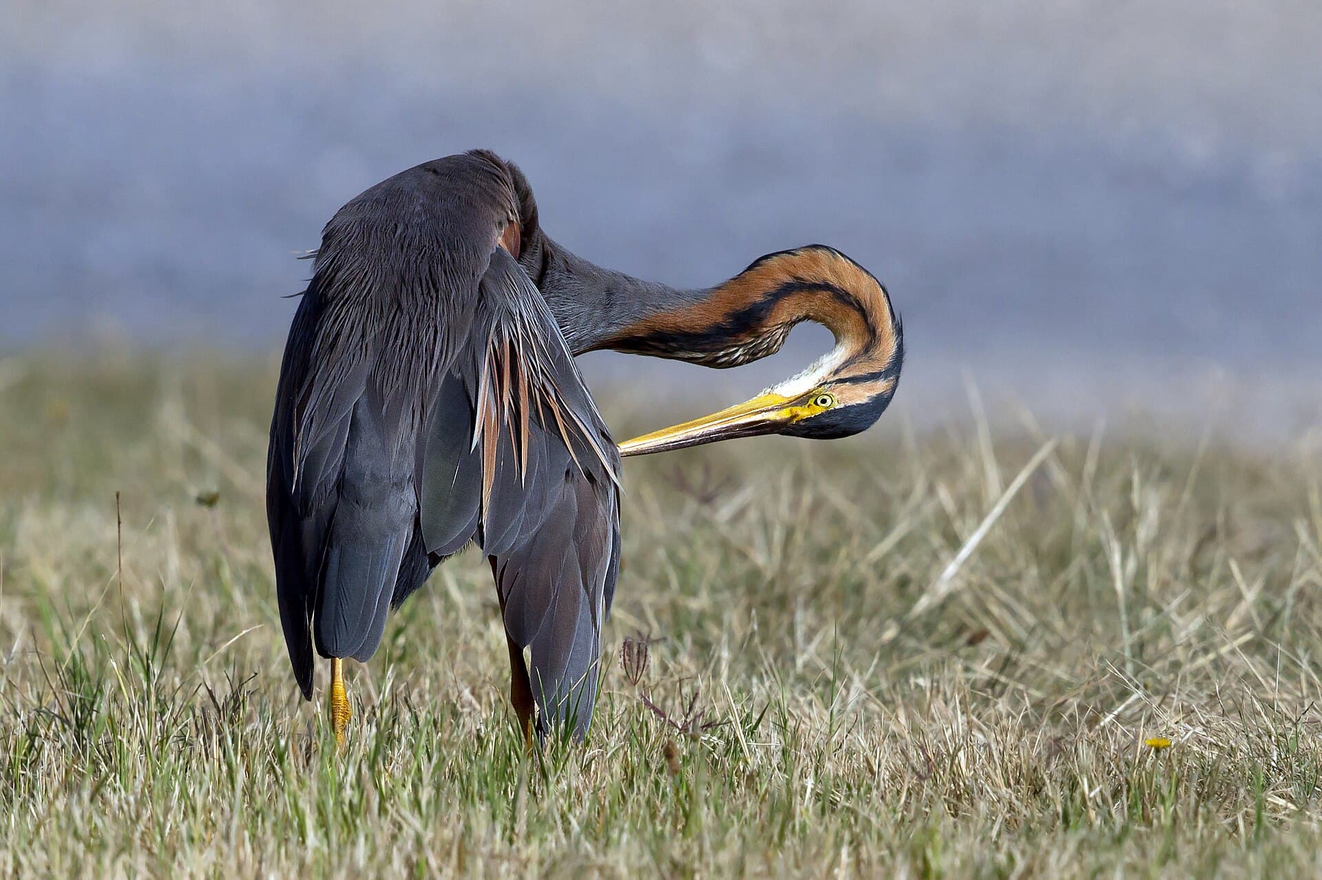 Purperreiger (Ardea purpurea) - Ardpur3