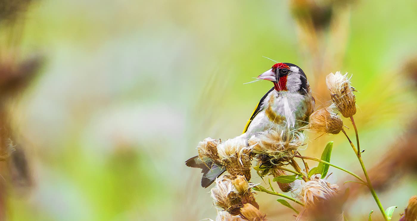 Putter (Carduelis carduelis) - The European goldfinch enjoying a thistle