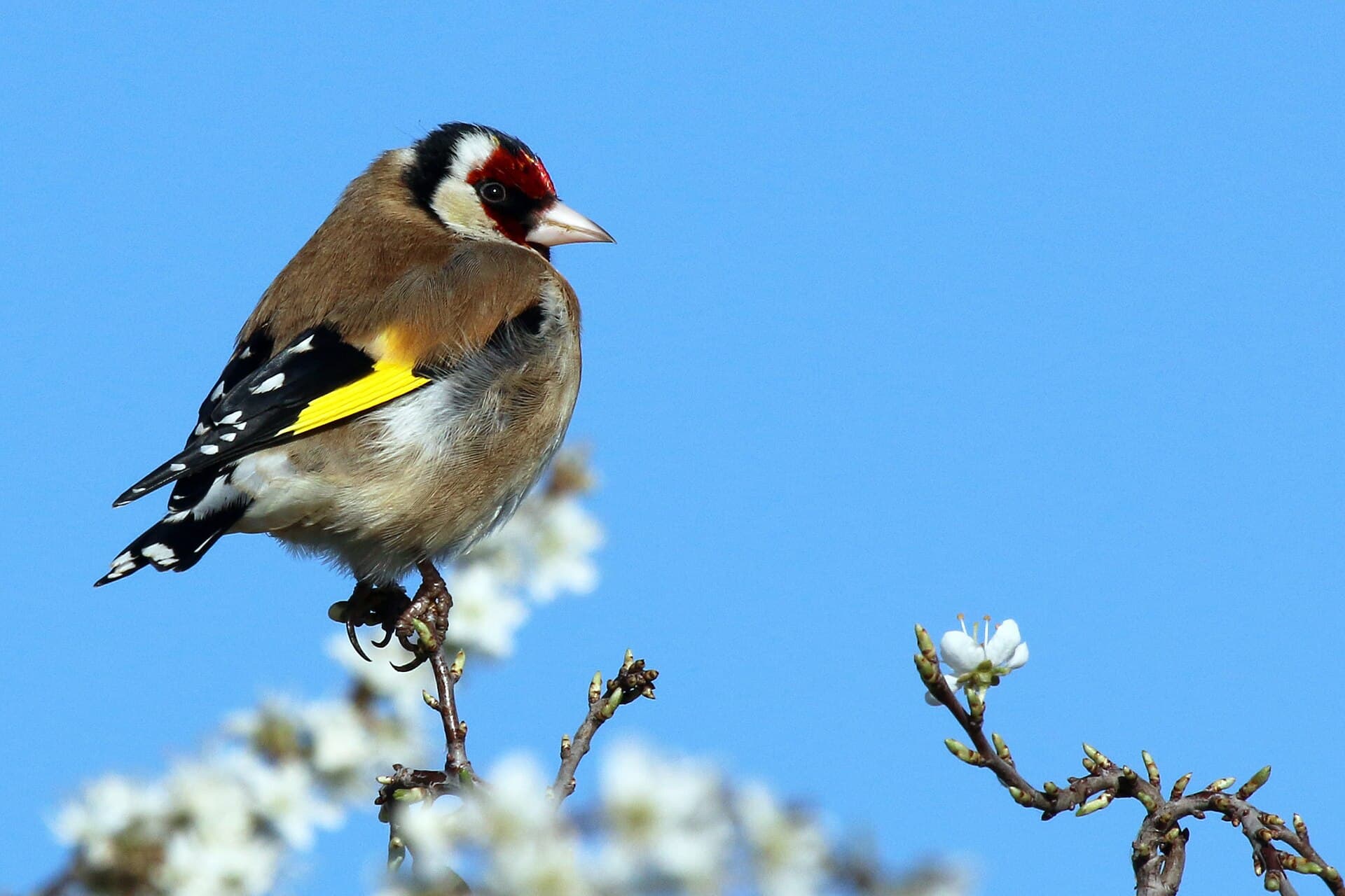 Putter (Carduelis carduelis) - European goldfinch (Carduelis carduelis) male