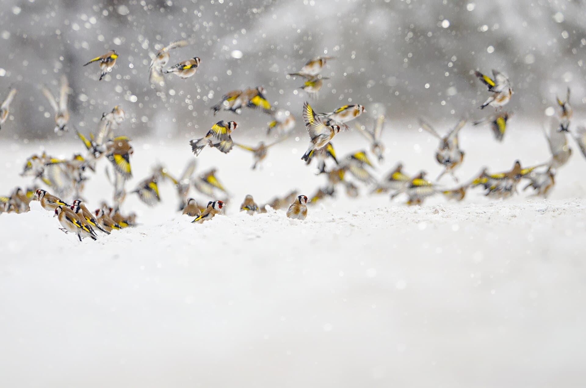 Putter (Carduelis carduelis) - Зграя щигликів (Carduelis carduelis)