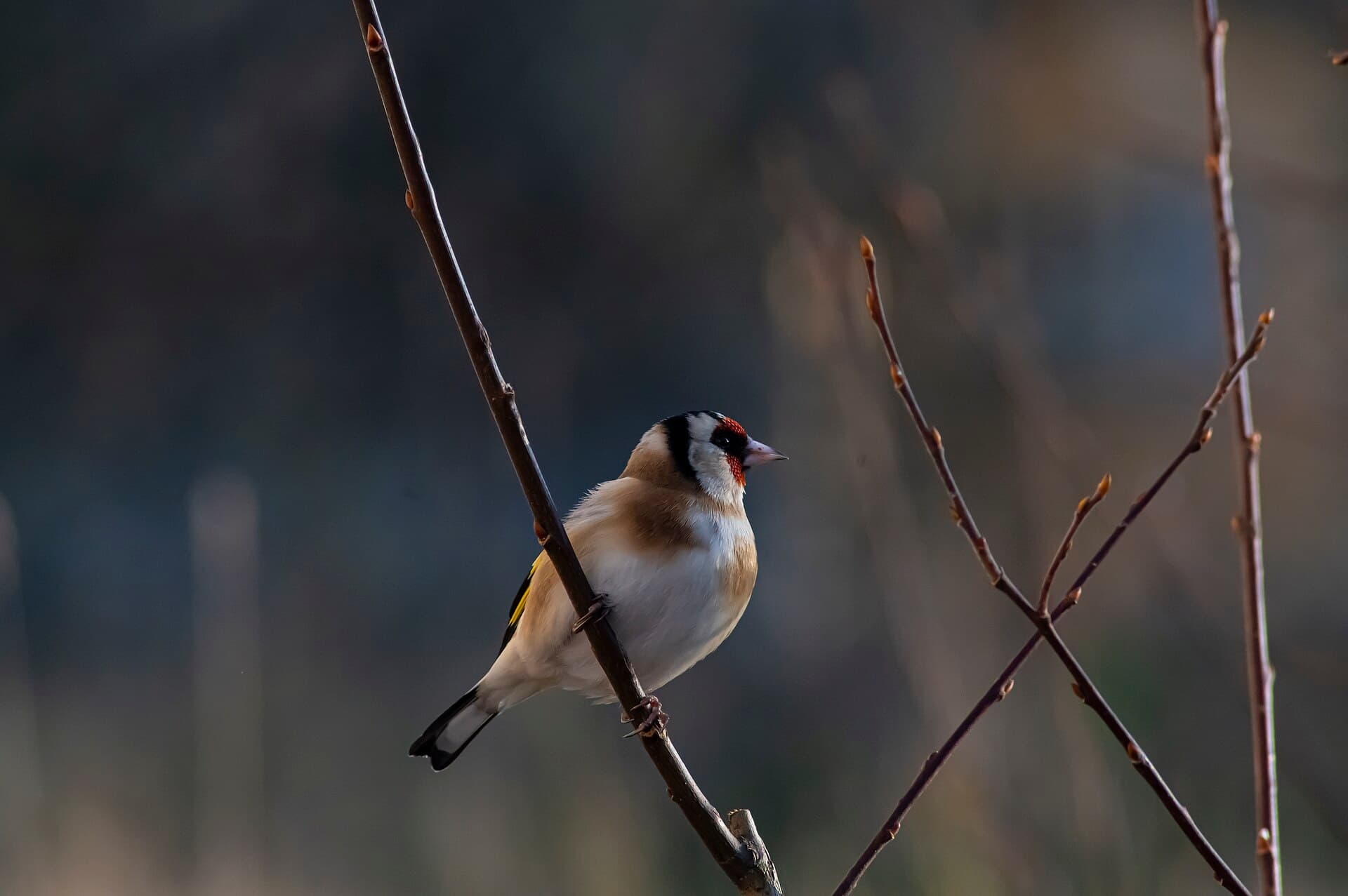Putter (Carduelis carduelis) - Stehlík obecný (Carduelis carduelis)