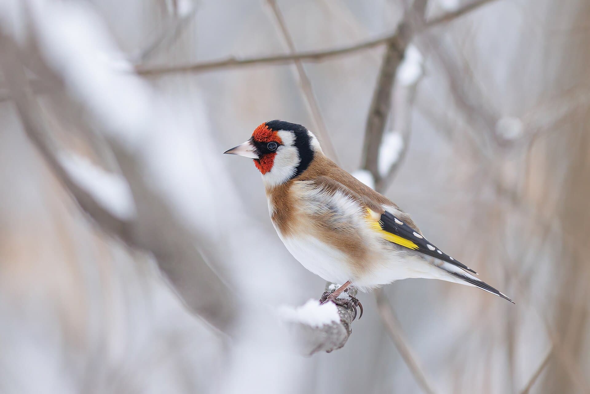 Putter (Carduelis carduelis) - European goldfinch in winter