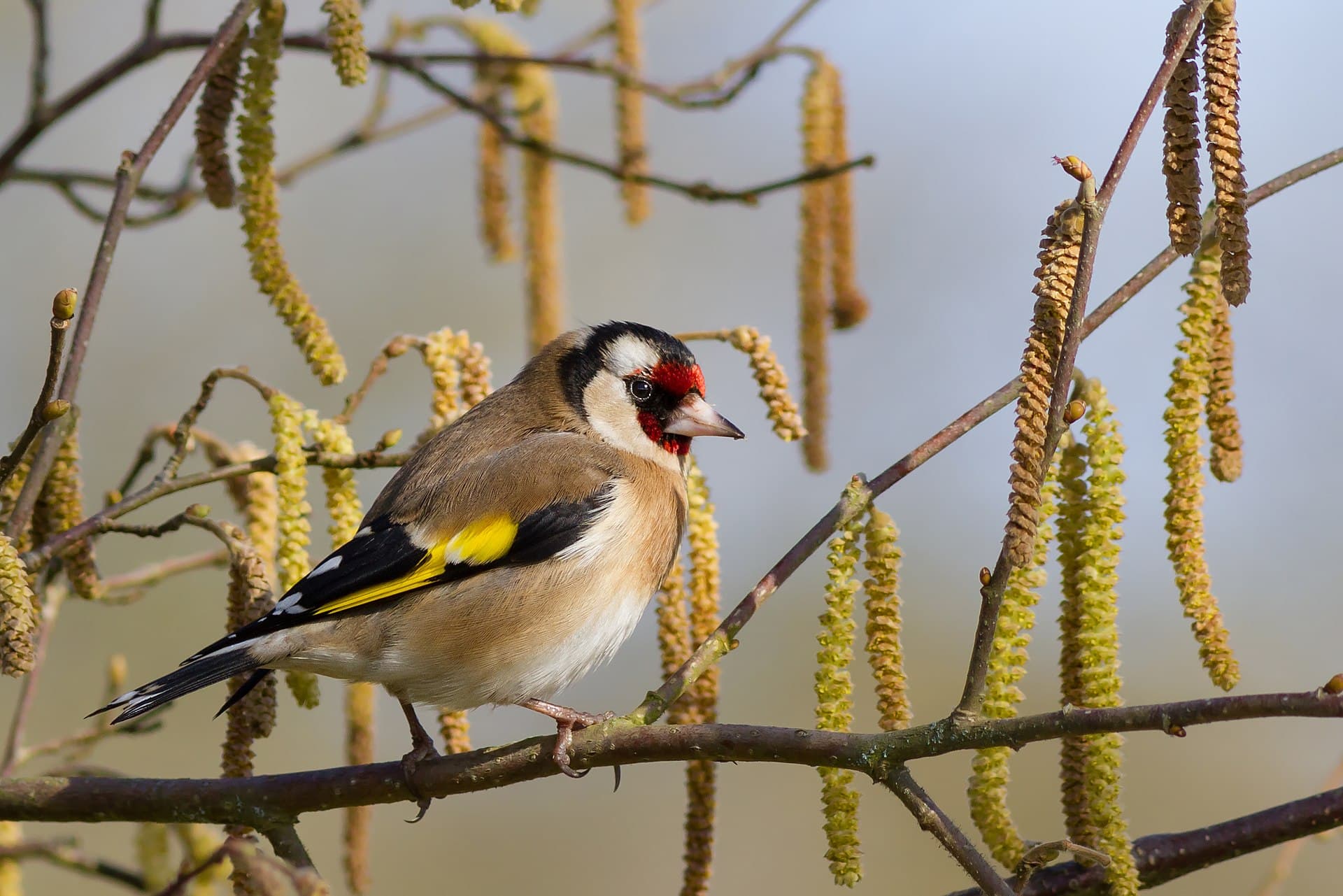 Putter (Carduelis carduelis) - Carcar