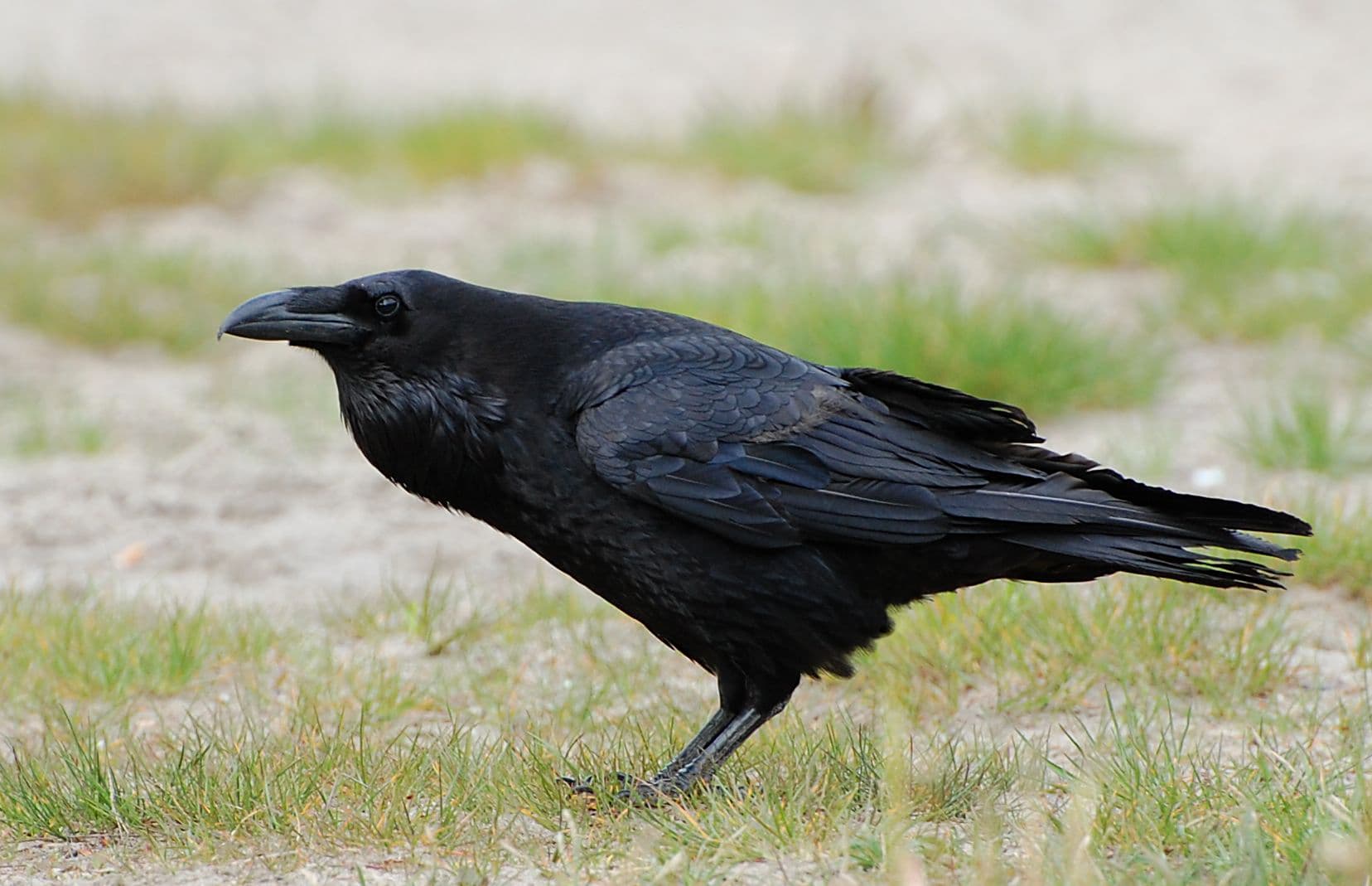 Raaf (Corvus corax) - Corvus corax ad berlin 090516