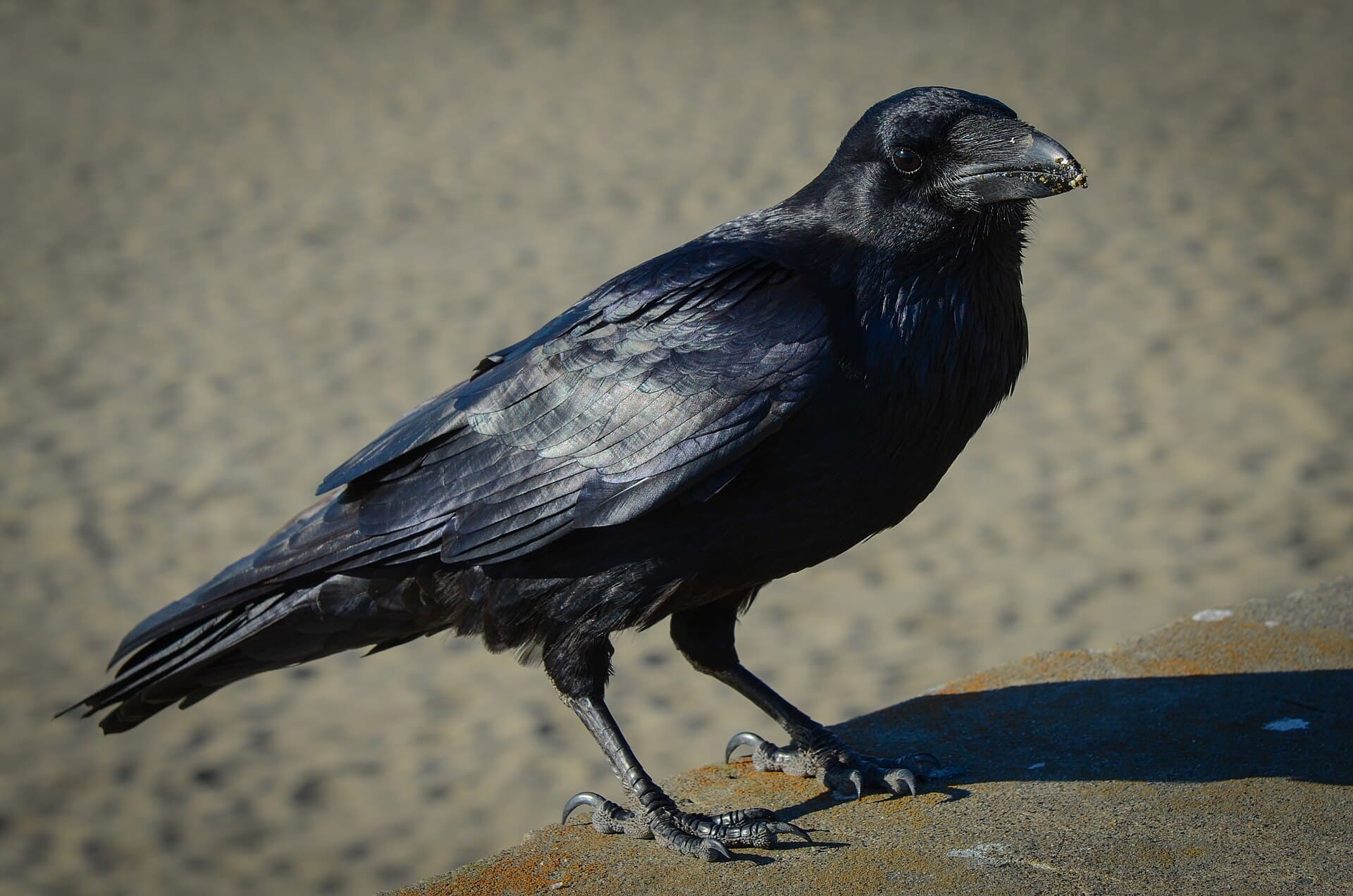 Raaf (Corvus corax) - Common Raven (Corvus corax) (11793963694)