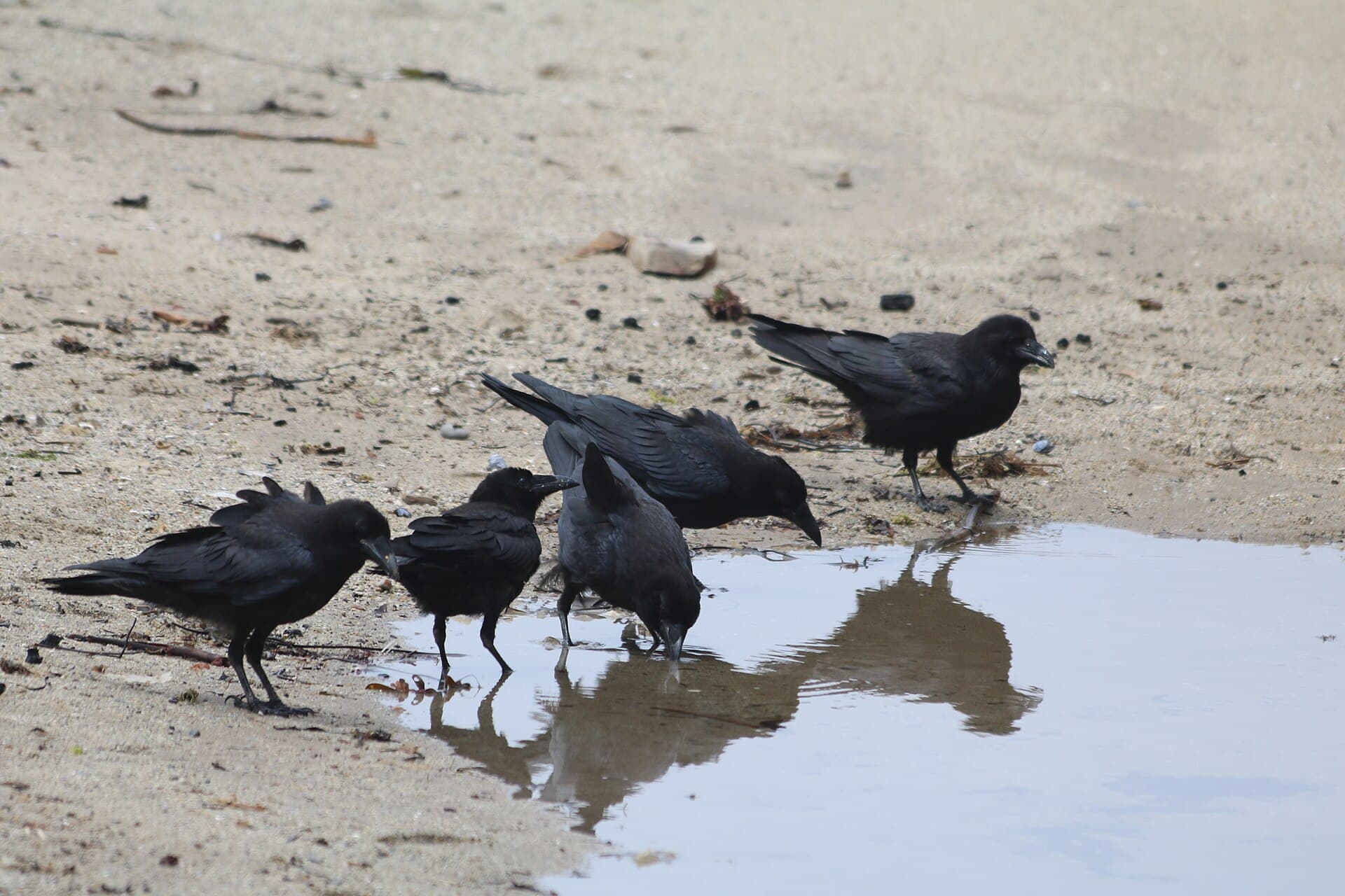 Raaf (Corvus corax) - Corvus corax group near puddle at Bonny Doon Beach