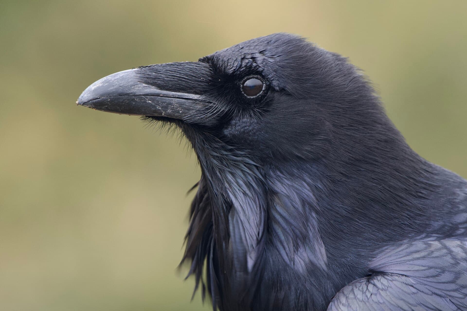 Raaf (Corvus corax) - Corvus corax 261791090