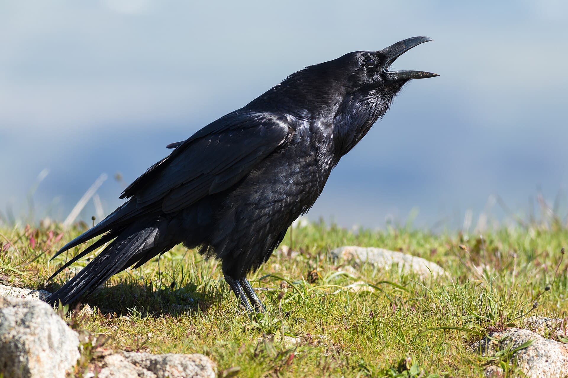 Raaf (Corvus corax) - Corvus corax clarionensis, Point Reyes National Seashore