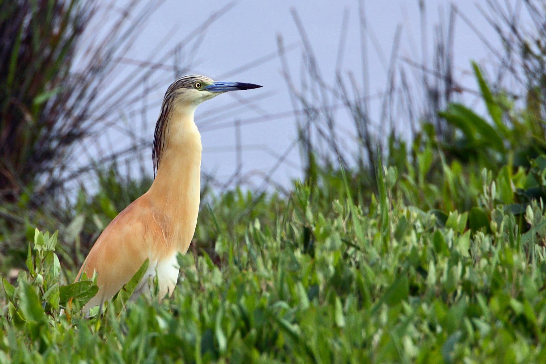 Ralreiger (Ardeola ralloides) - Garcilla-cangregera
